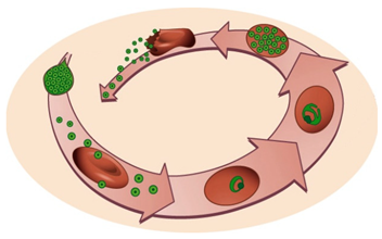 Molecules 25 03409 i002 Molecules 25 03409 i002