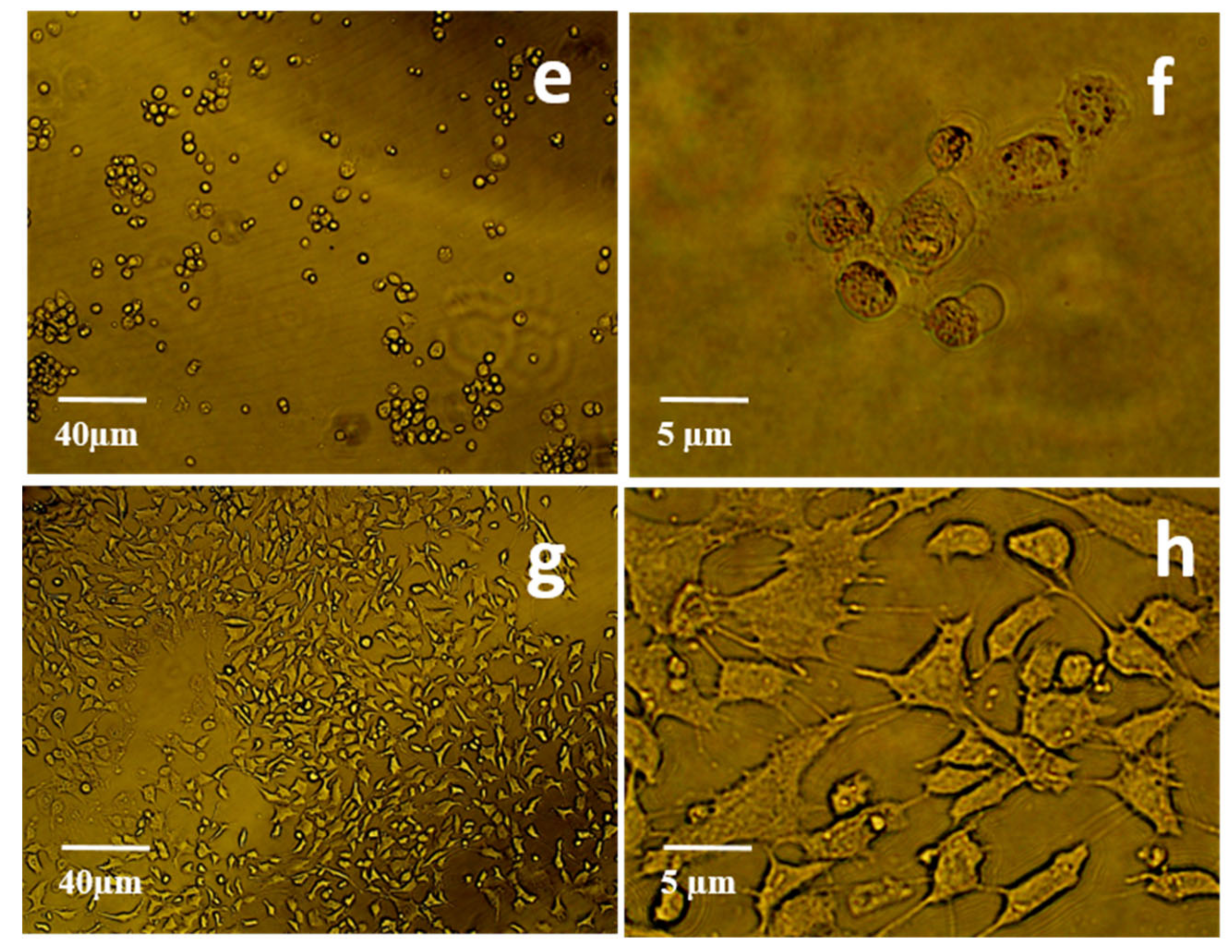Molecules 25 03437 g003b