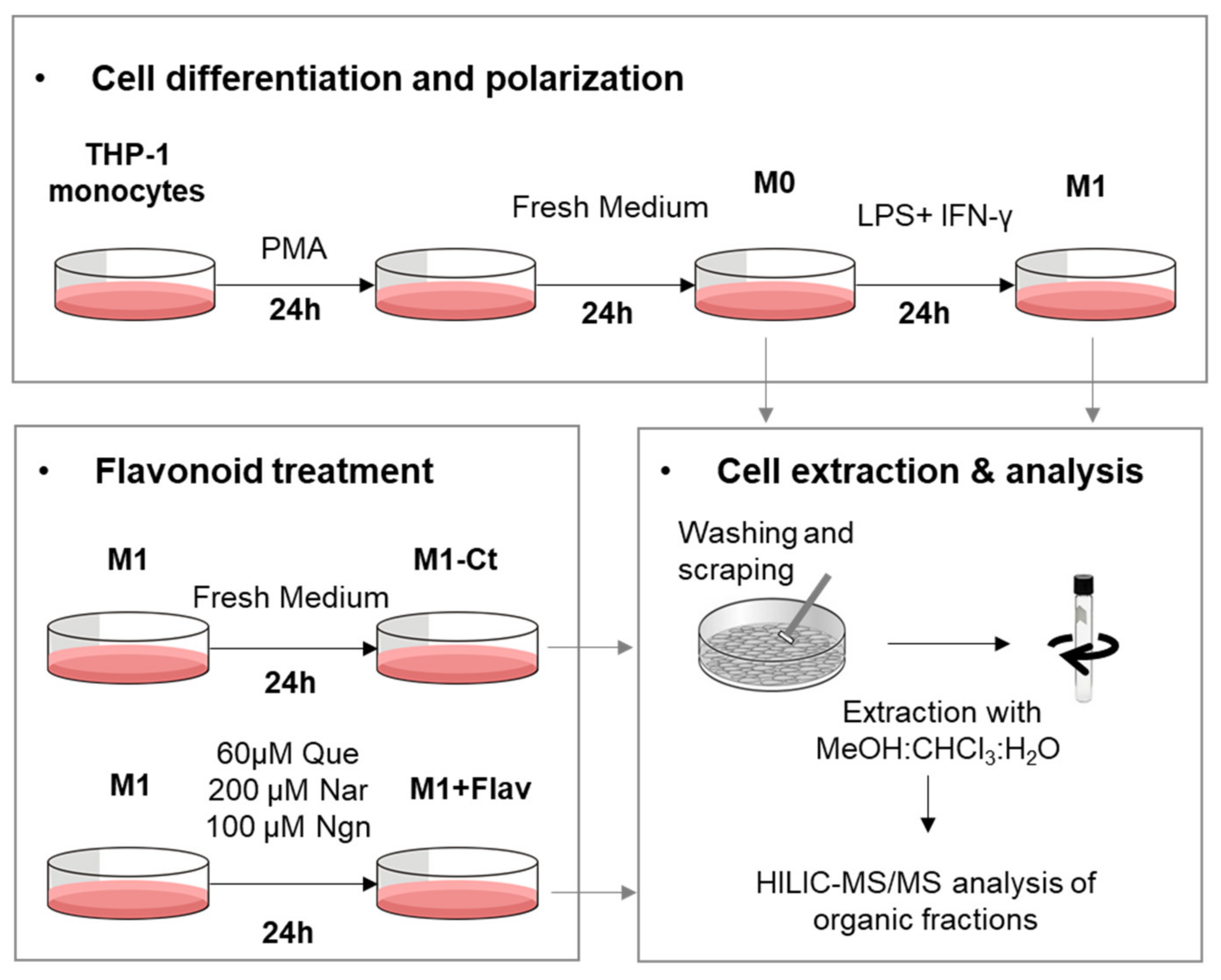 Molecules 25 03460 g001