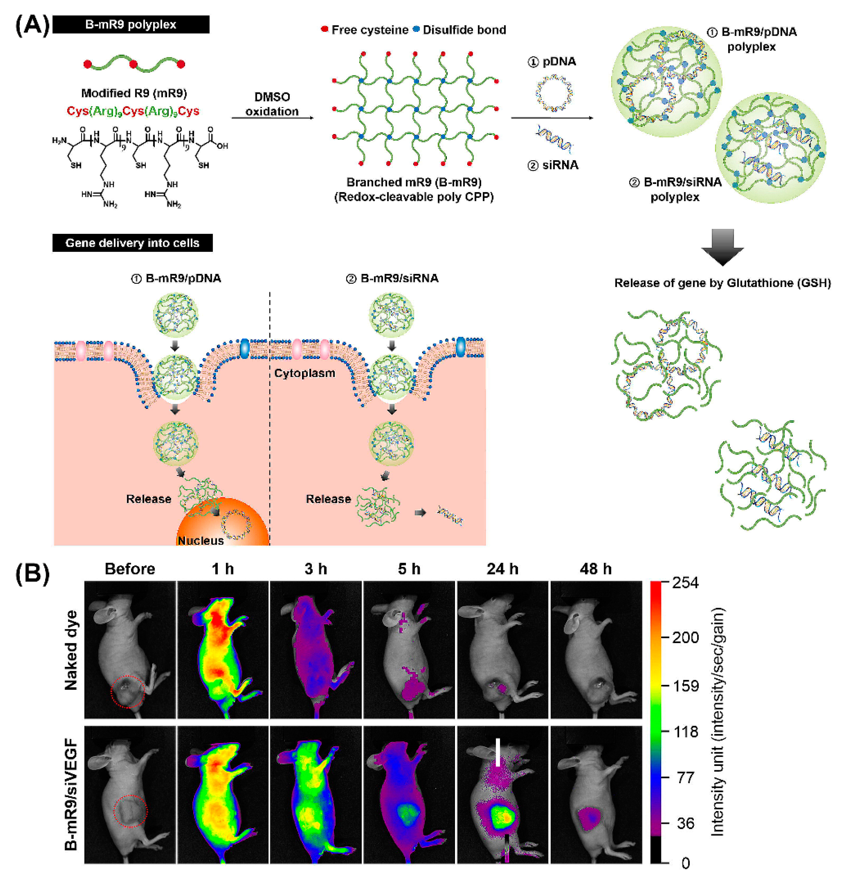 Molecules 25 03482 g011