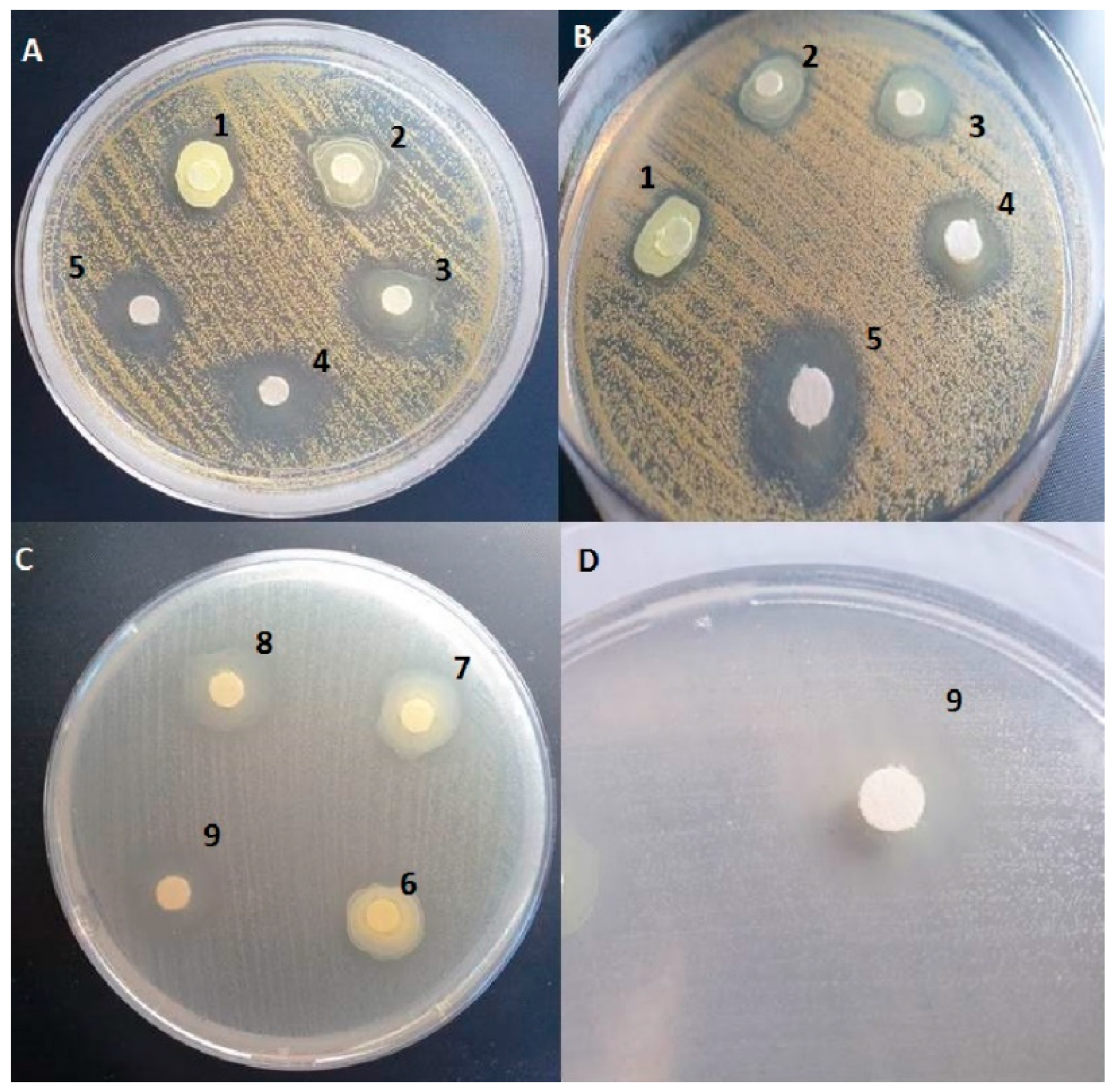 Molecules 25 03503 g005