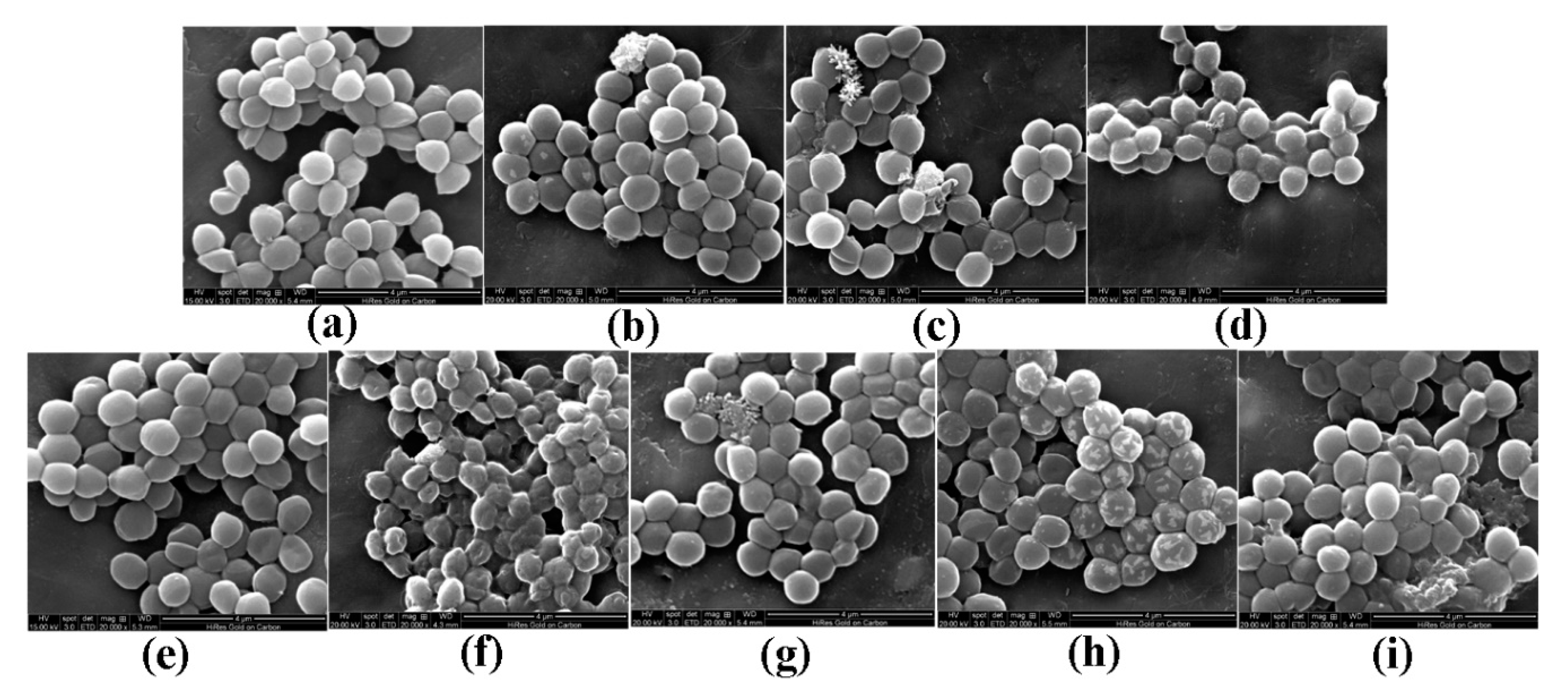 Molecules 25 03513 g002