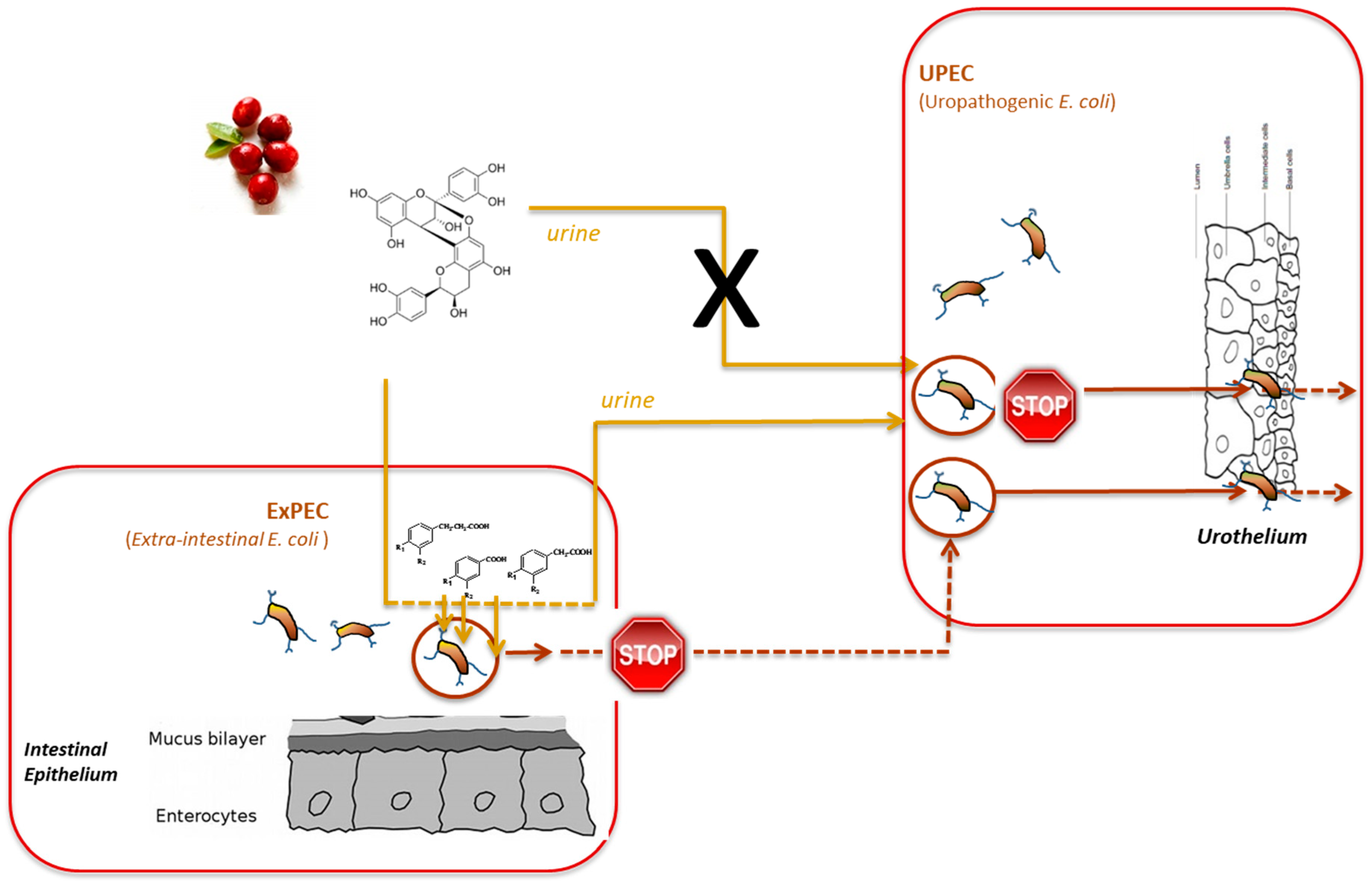 Molecules 25 03523 g002