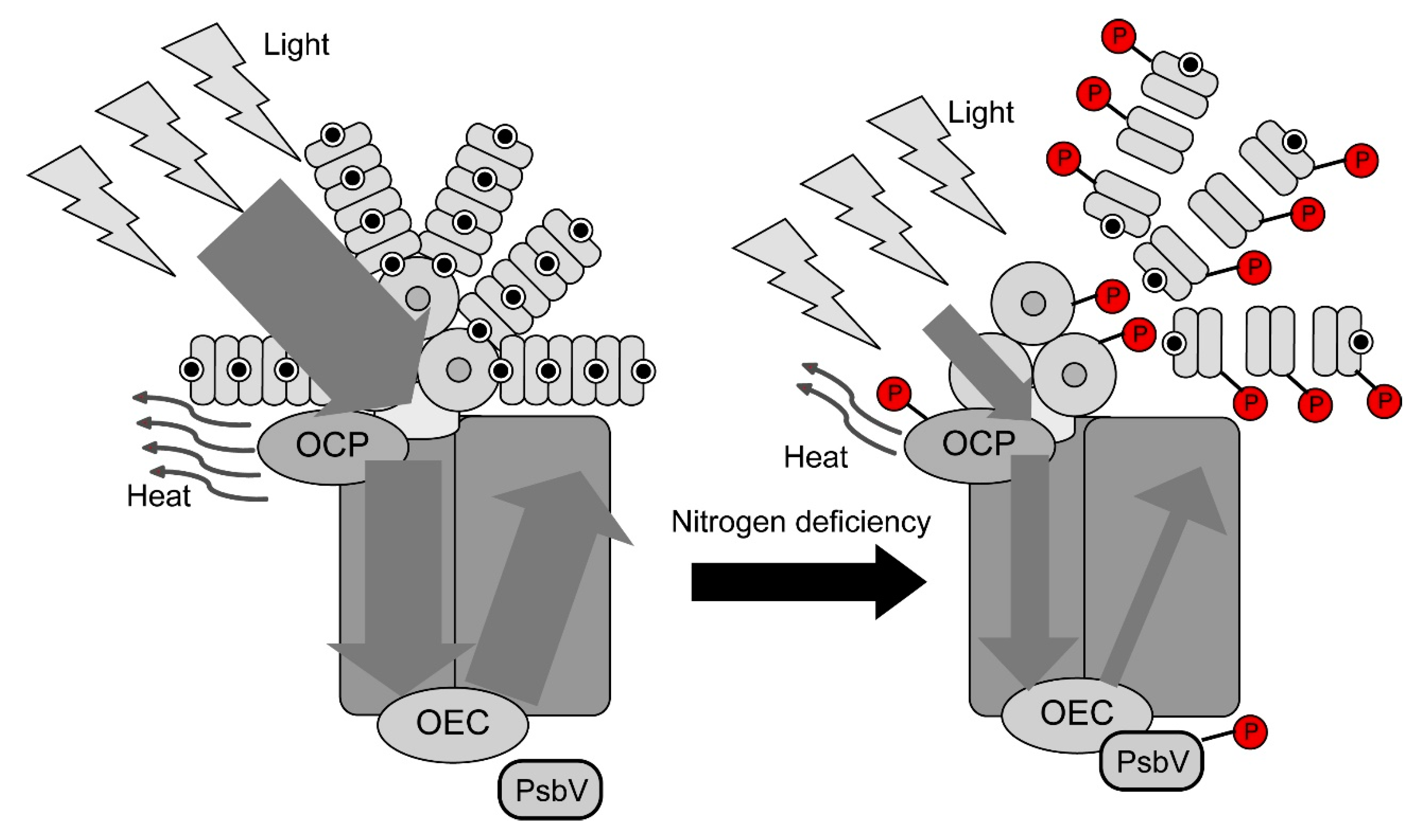 Molecules 25 03582 g005