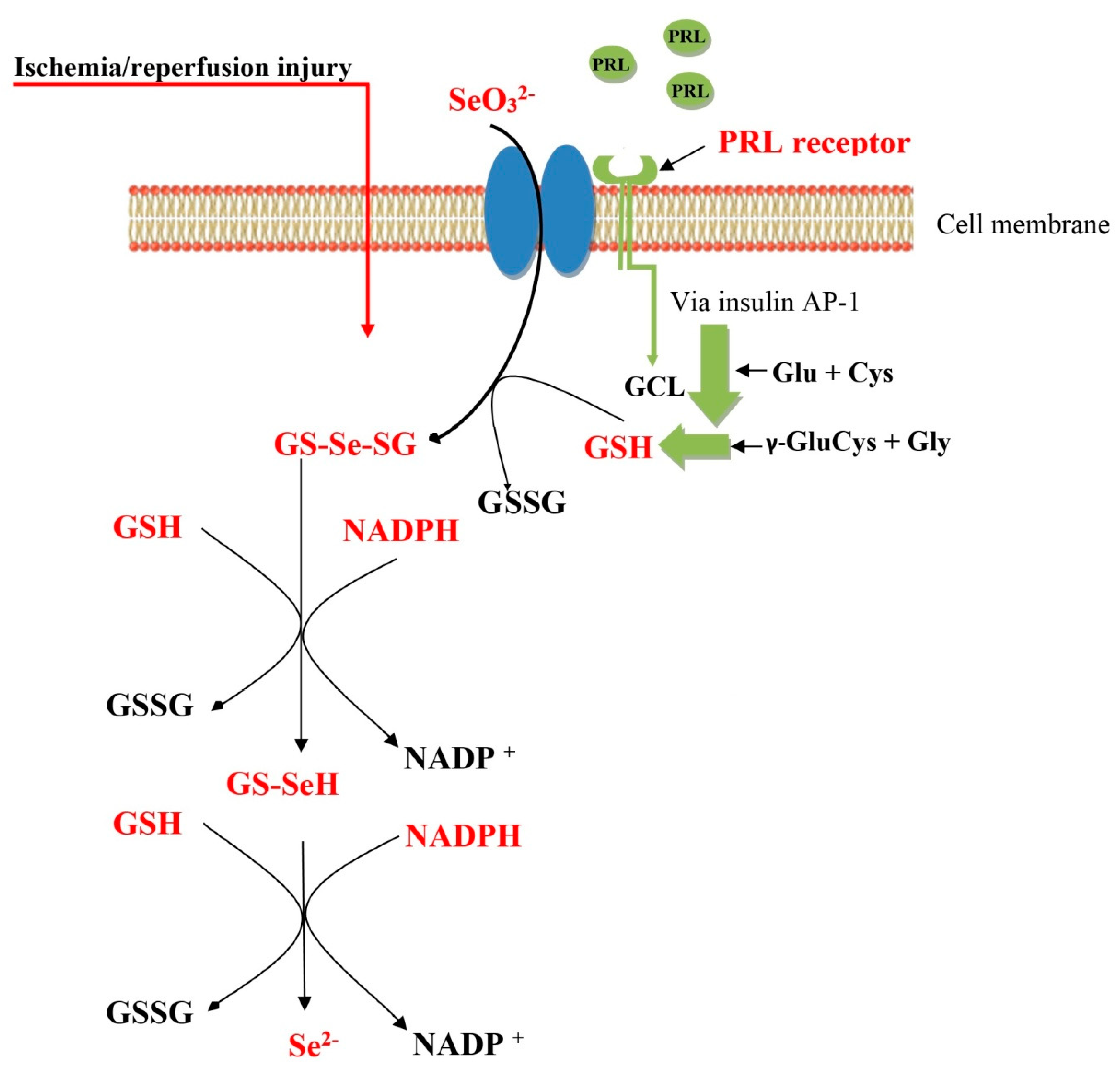Molecules 25 03592 g005 Molecules 25 03592 g005