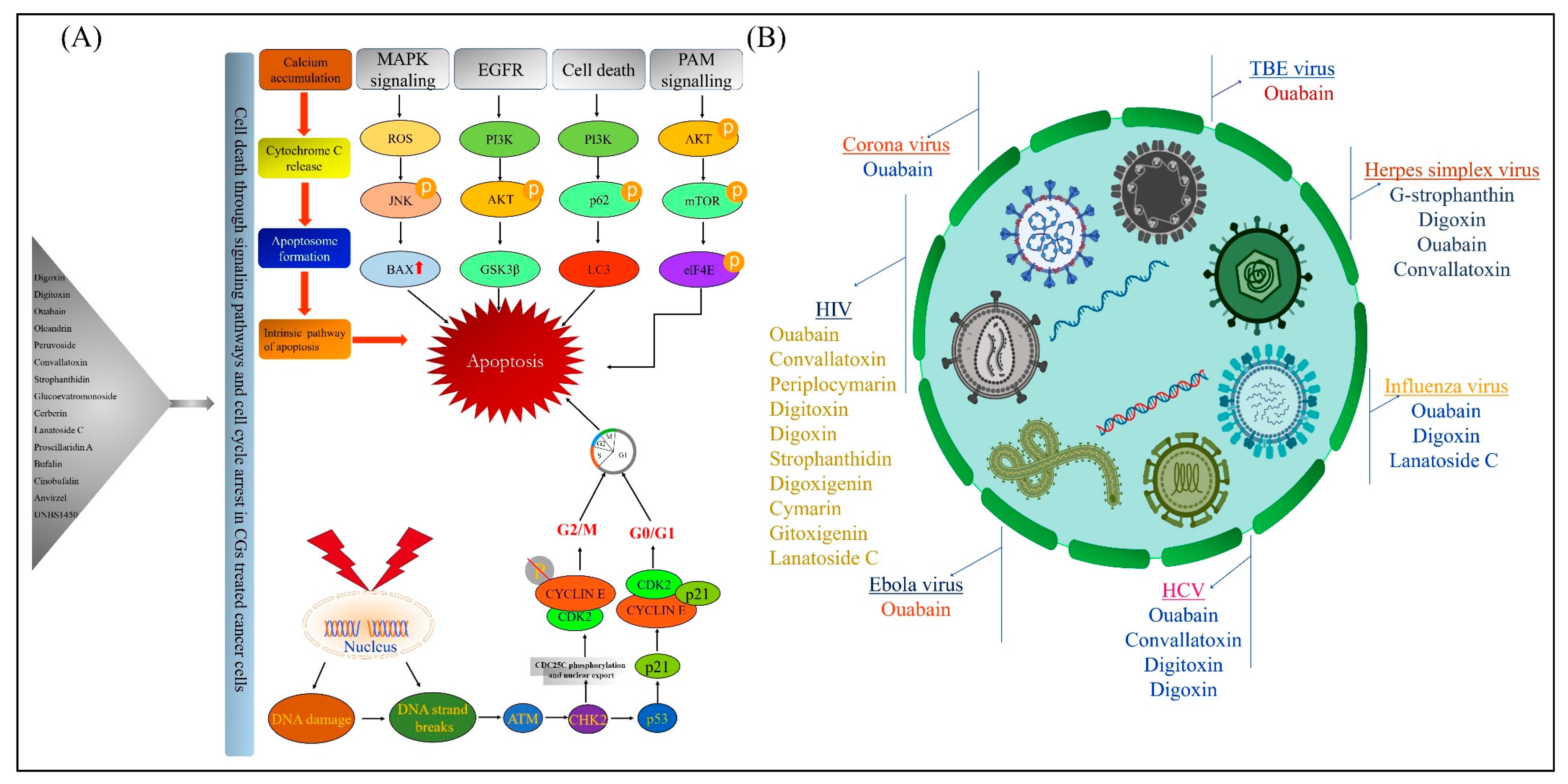 Molecules 25 03596 g001
