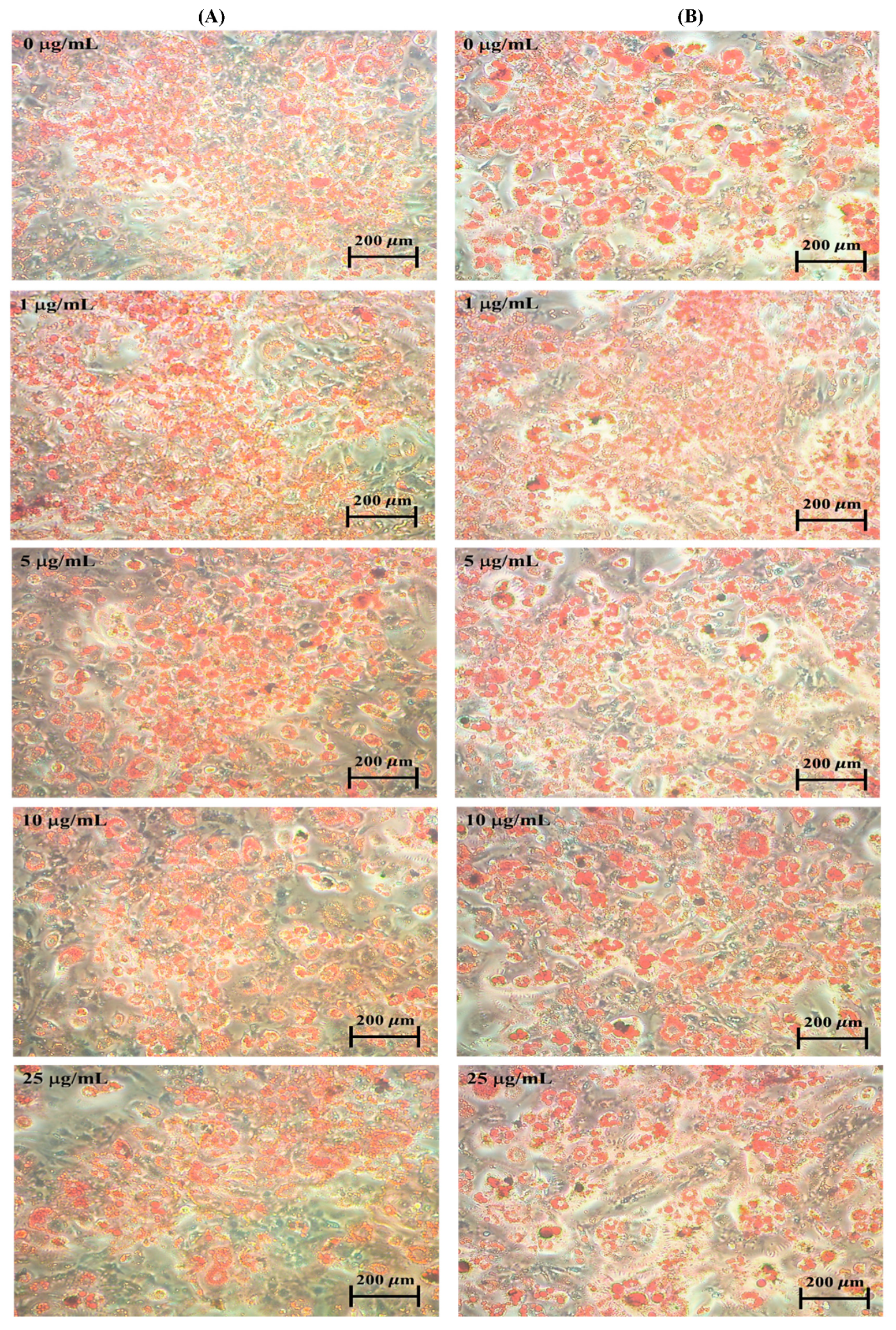 Molecules 25 03598 g001