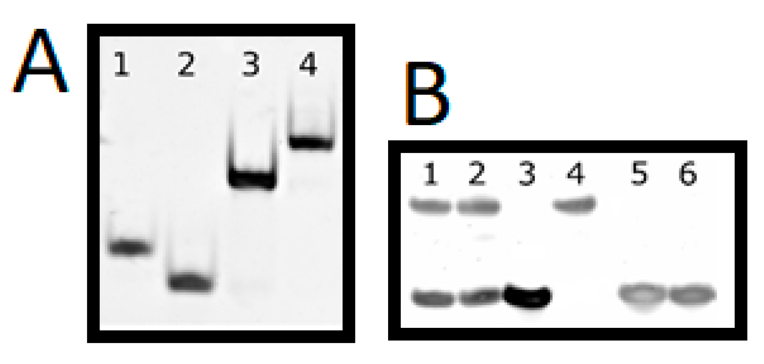 Molecules 25 03630 g005