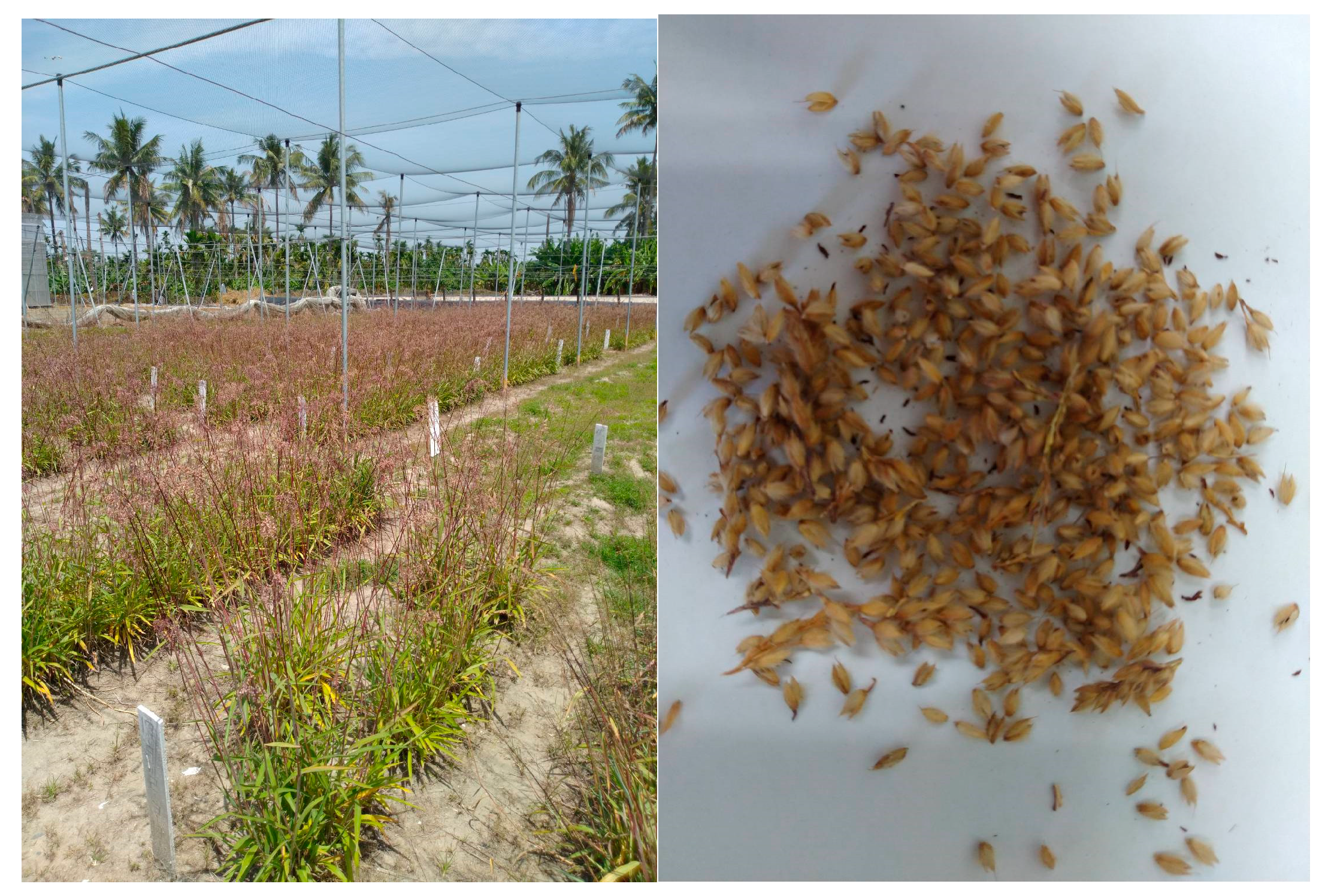 Molecules 25 03632 g001