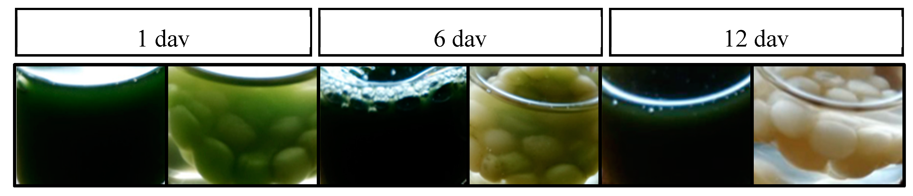 Molecules 25 03639 g002