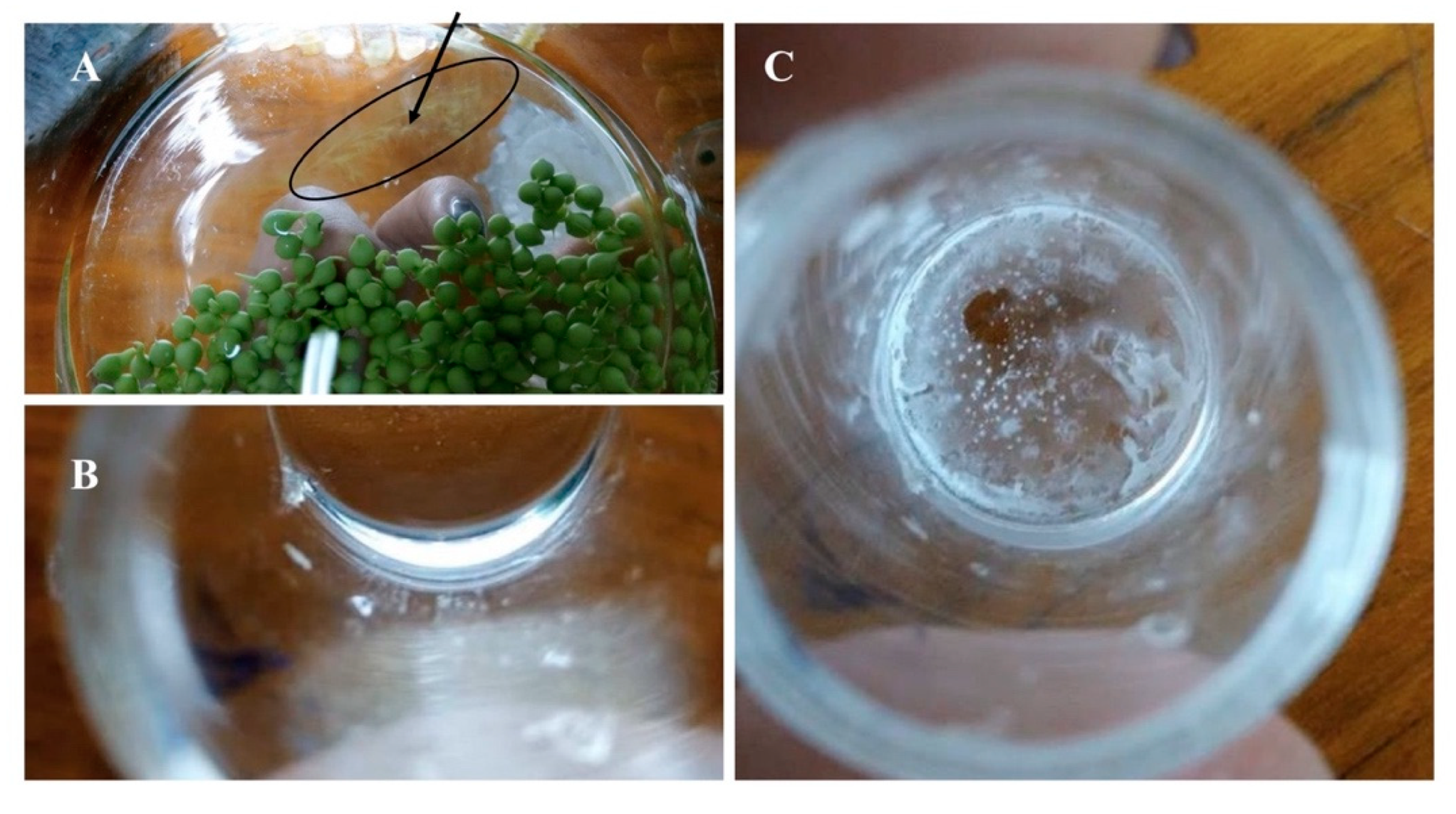 Molecules 25 03639 g007