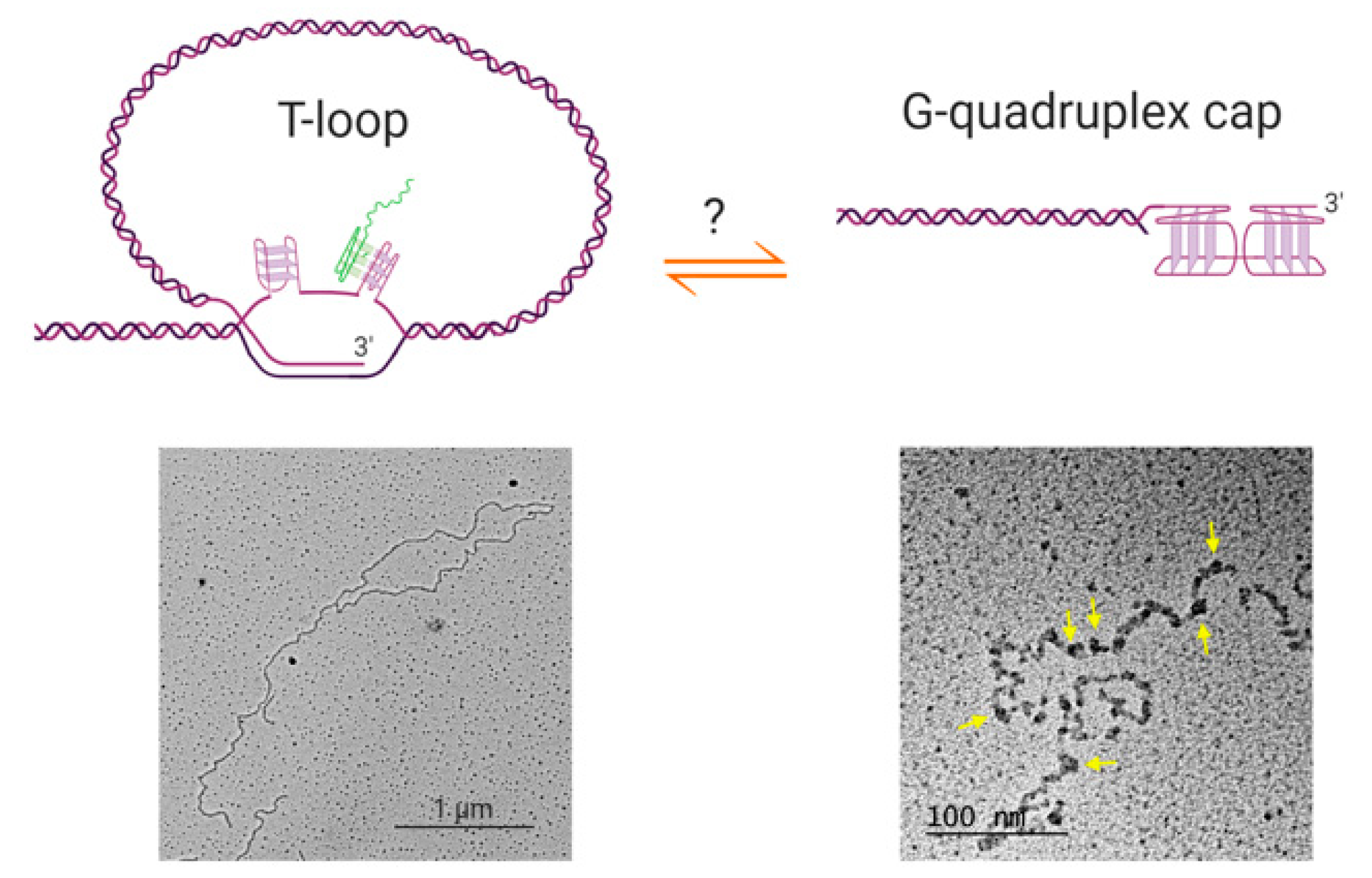 Molecules 25 03686 g002 Molecules 25 03686 g002