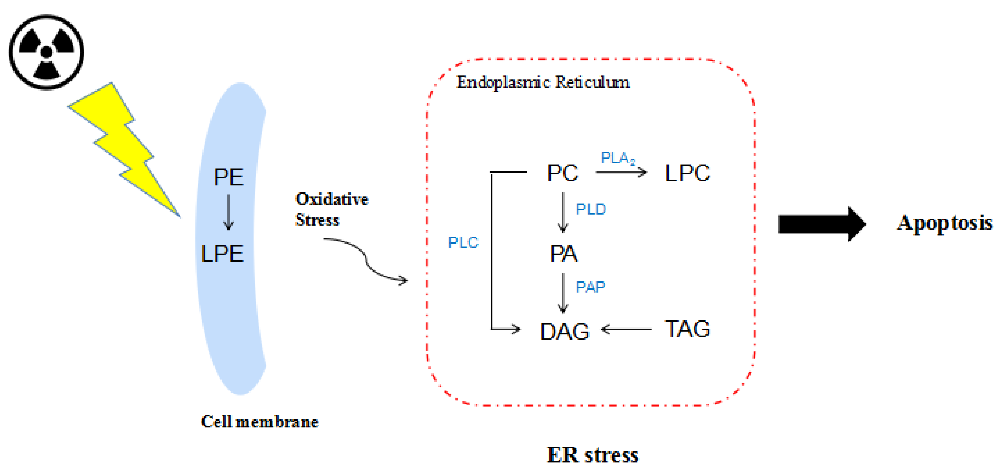Molecules 25 03762 g006