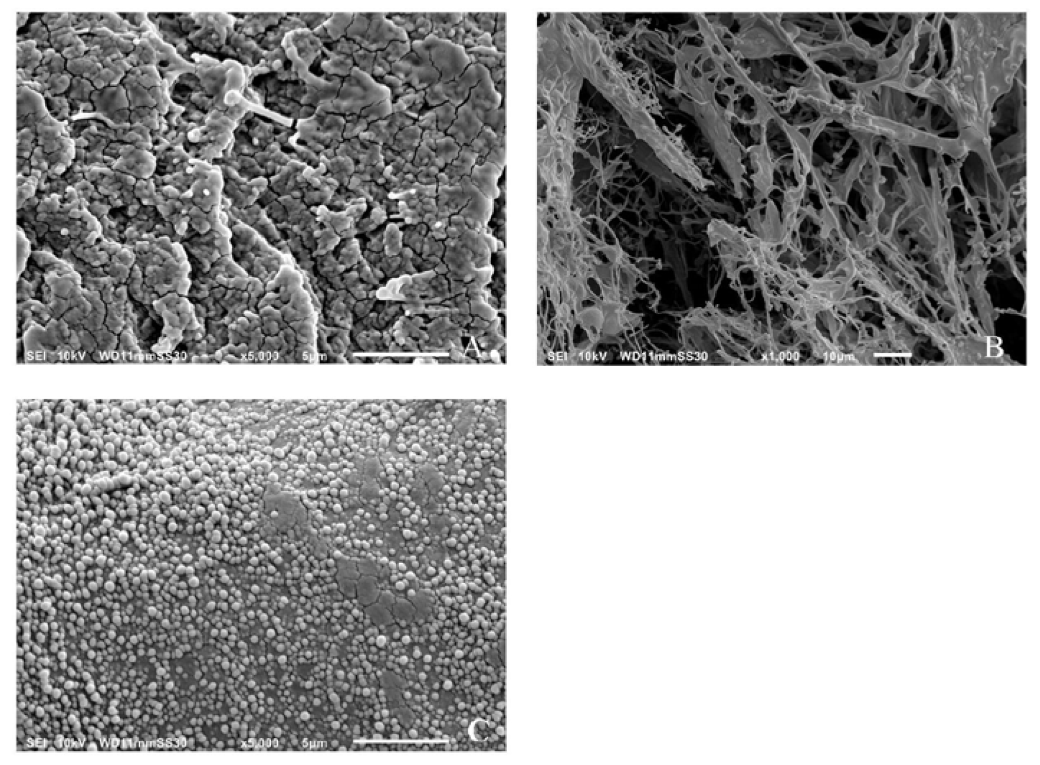 Molecules 25 03807 g004