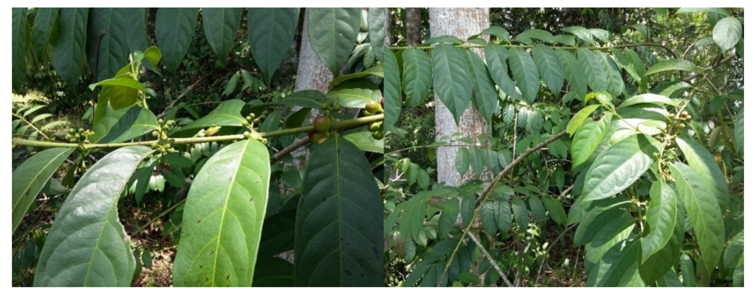 Molecules 25 03852 g004