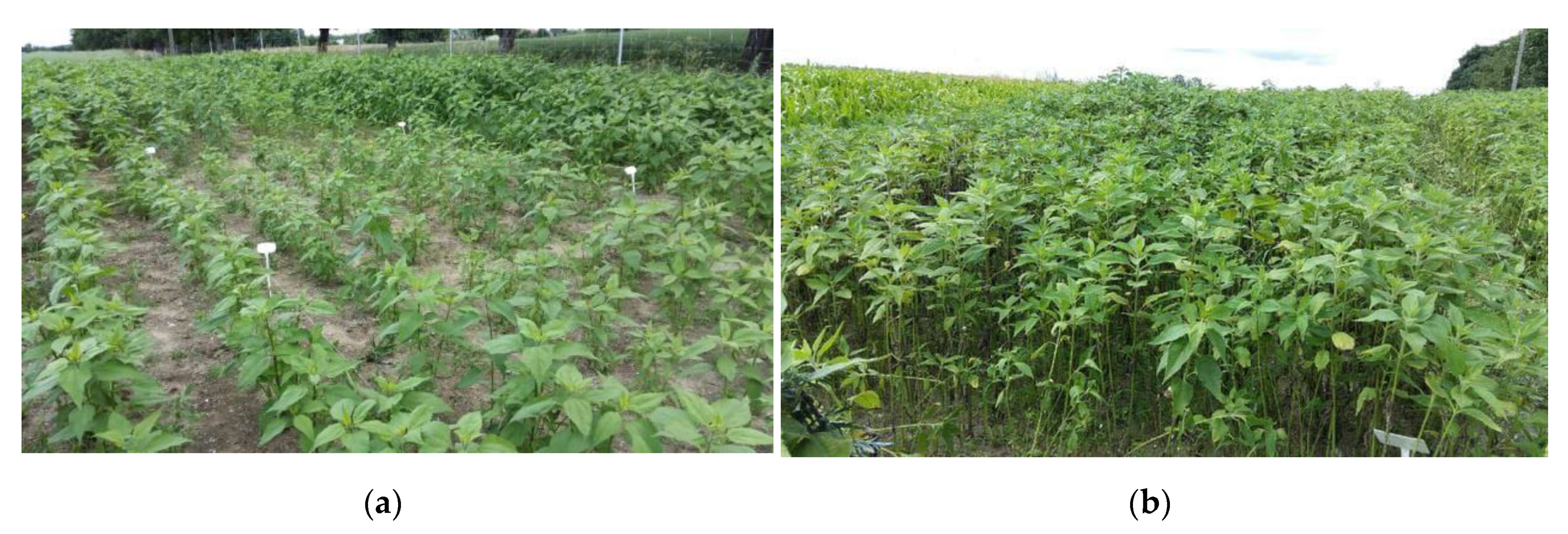 Molecules 25 03862 g012