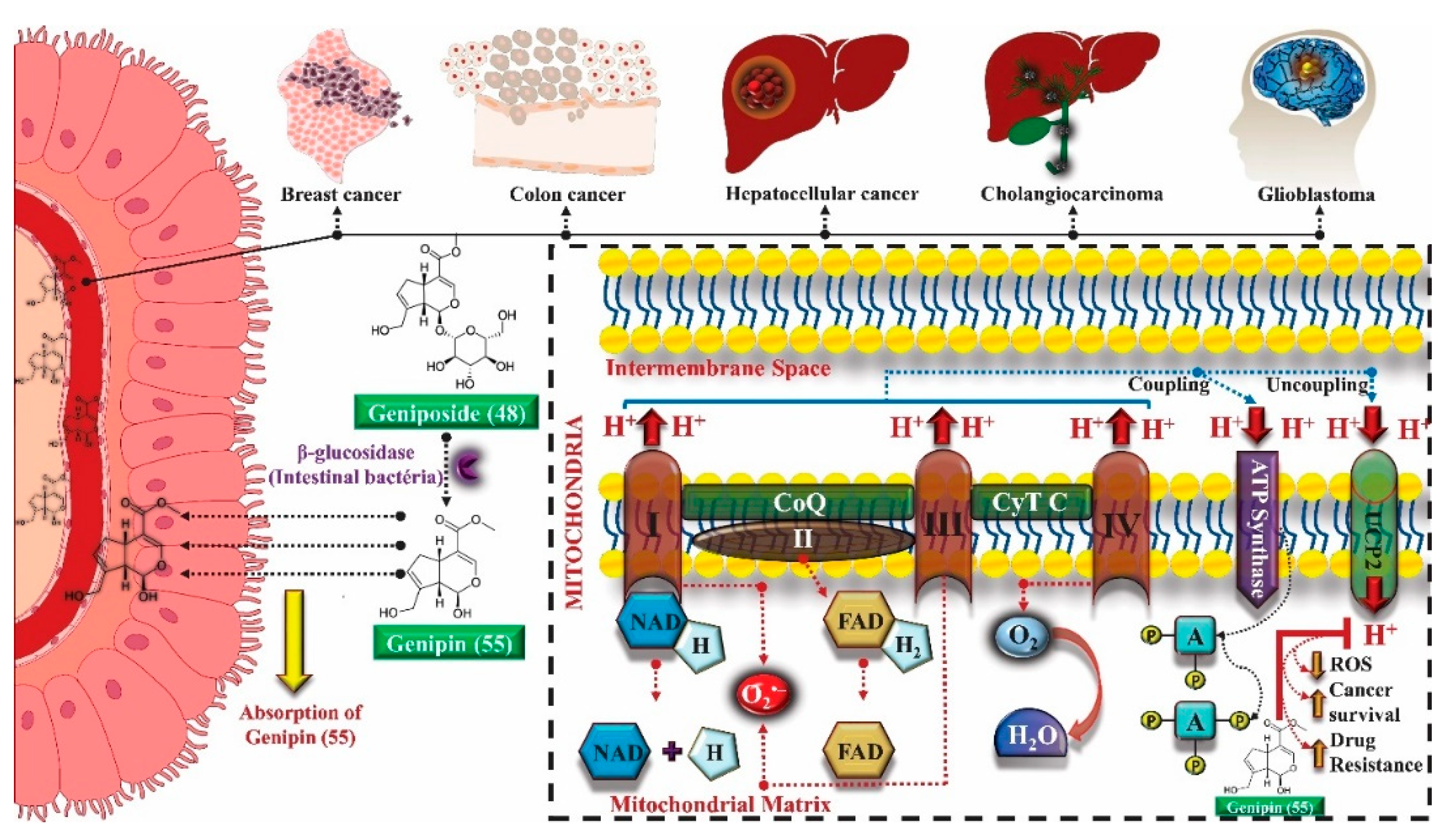 Molecules 25 03879 g005