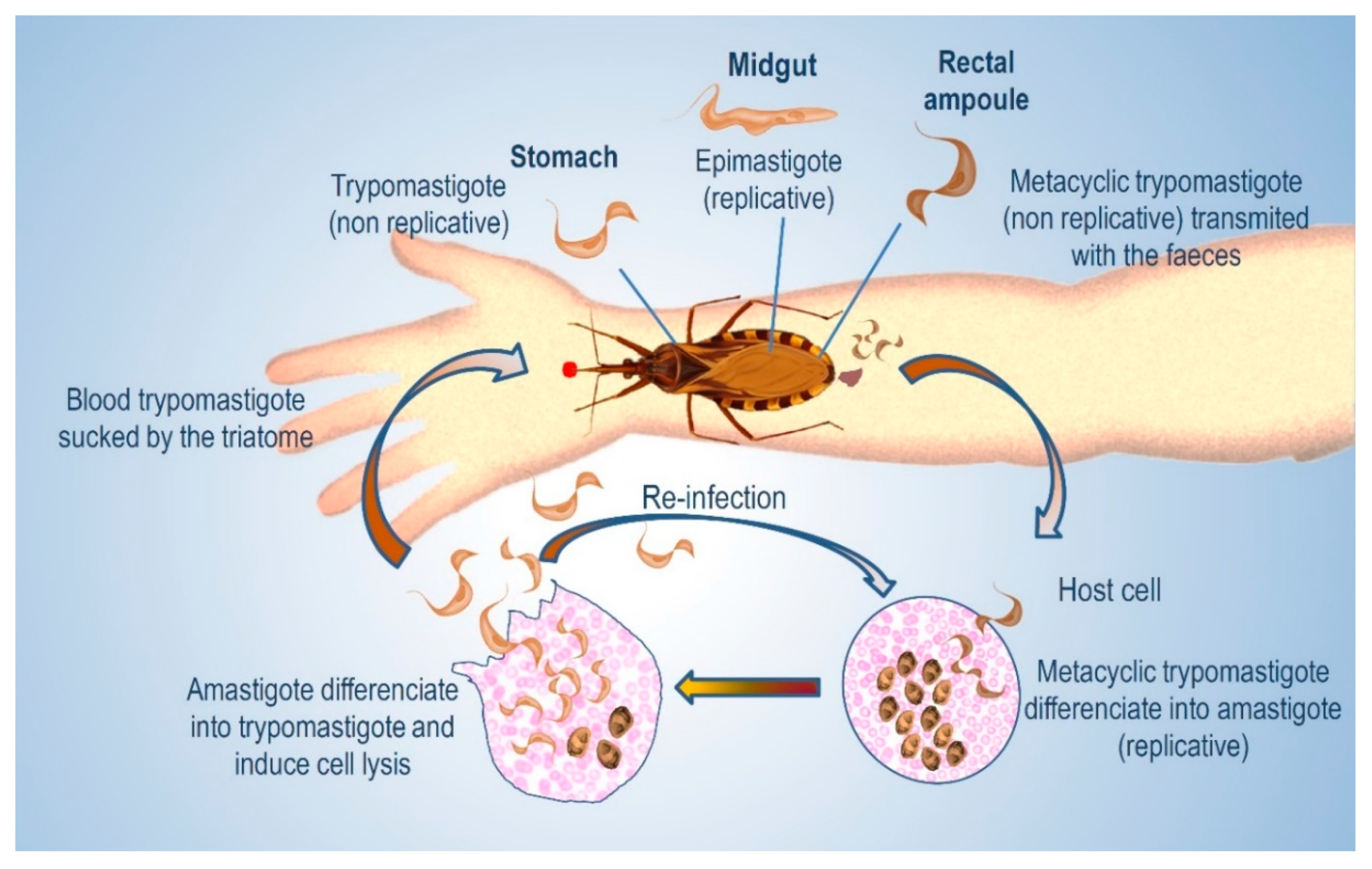 Molecules 25 03913 g001 Molecules 25 03913 g001