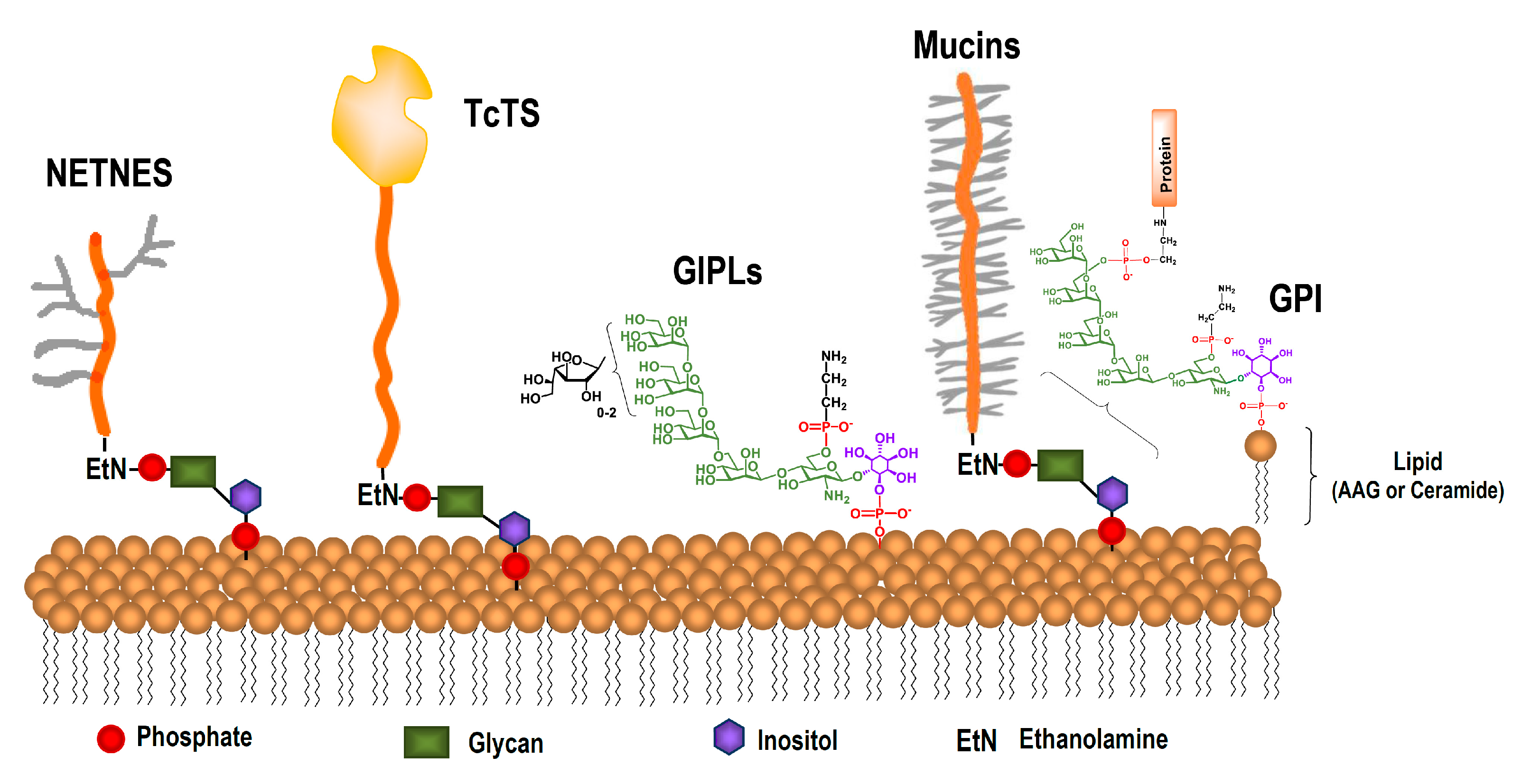 Molecules 25 03913 g002 Molecules 25 03913 g002
