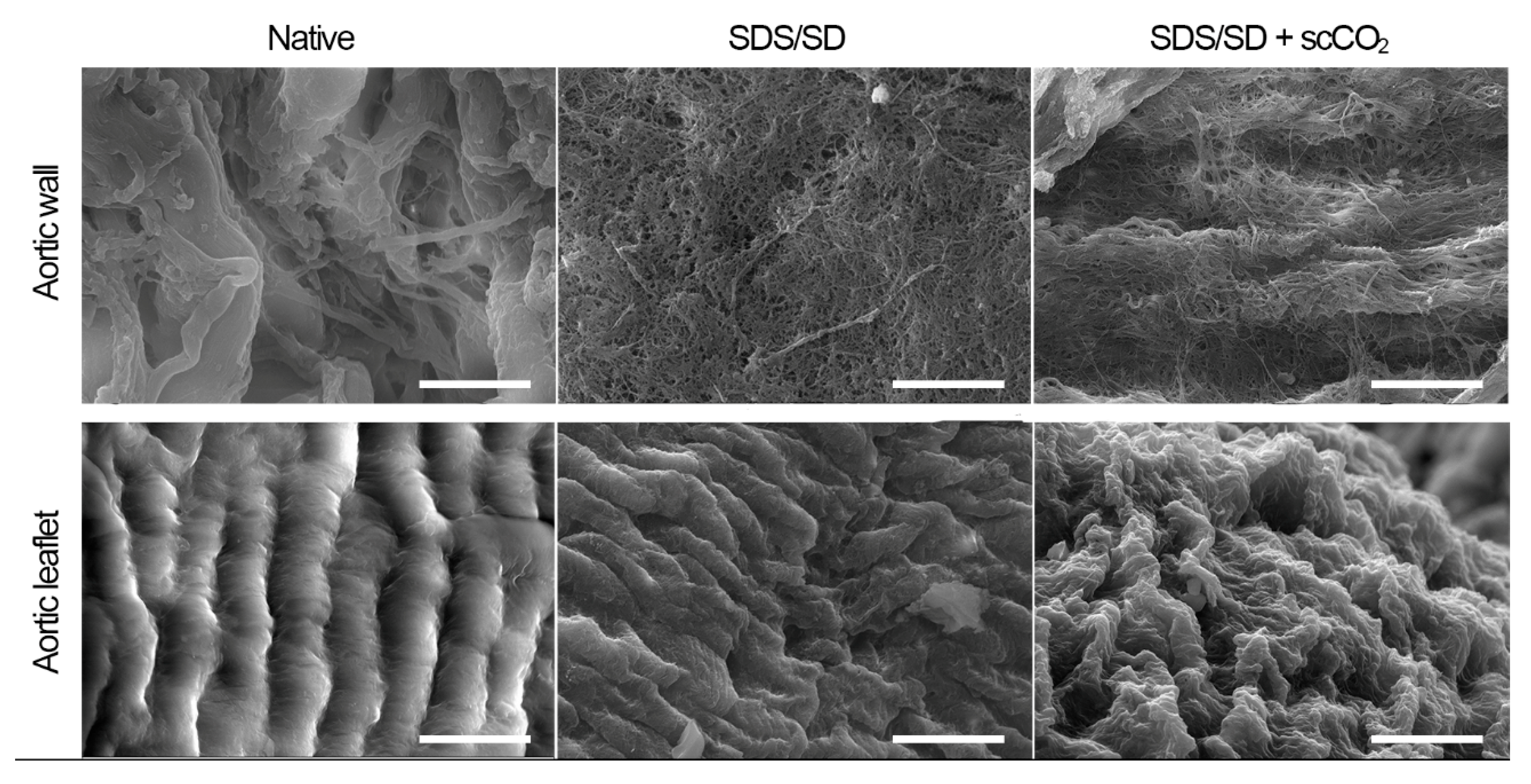 Molecules 25 03923 g005 Molecules 25 03923 g005