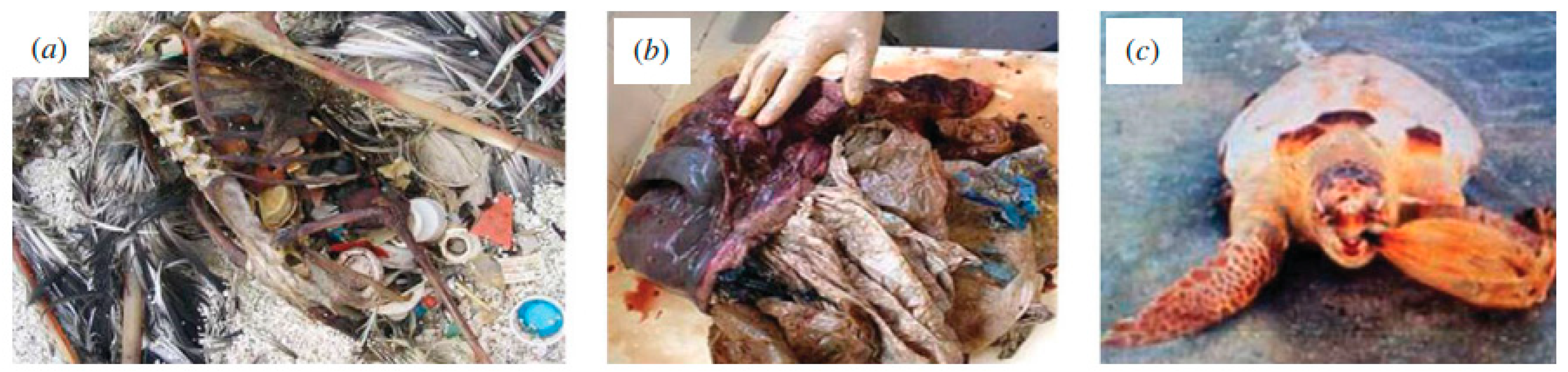 Molecules 25 03954 g004