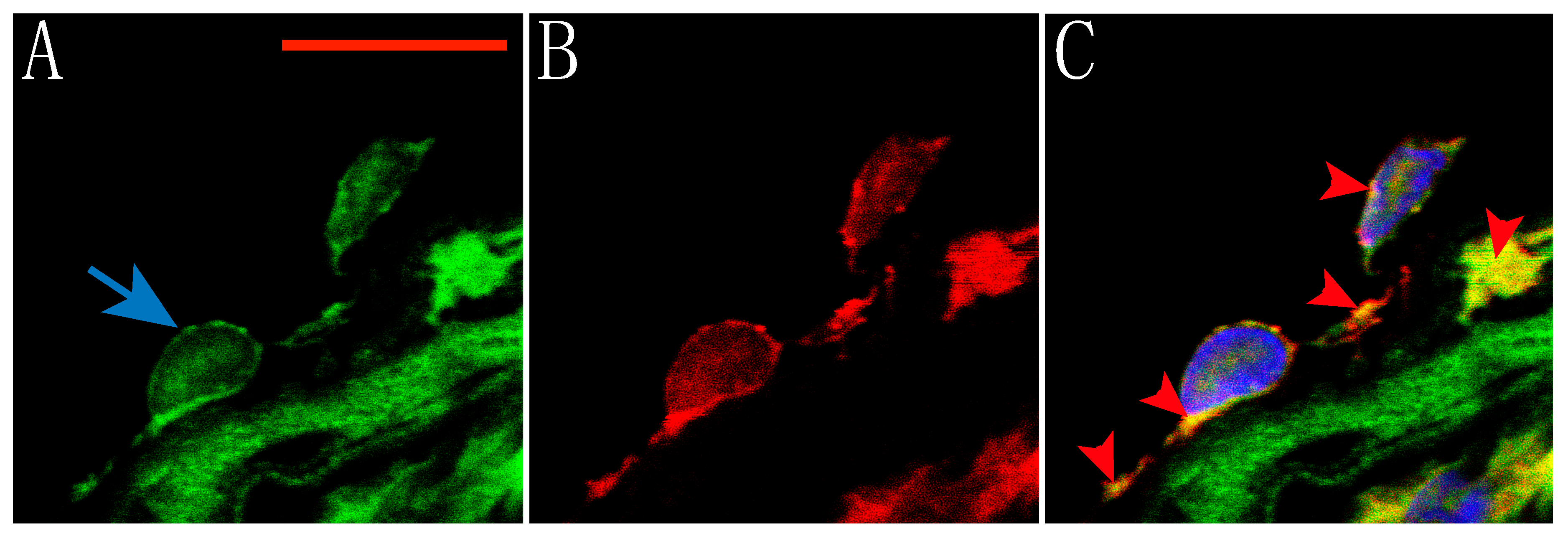 Molecules 25 03957 g002 Molecules 25 03957 g002