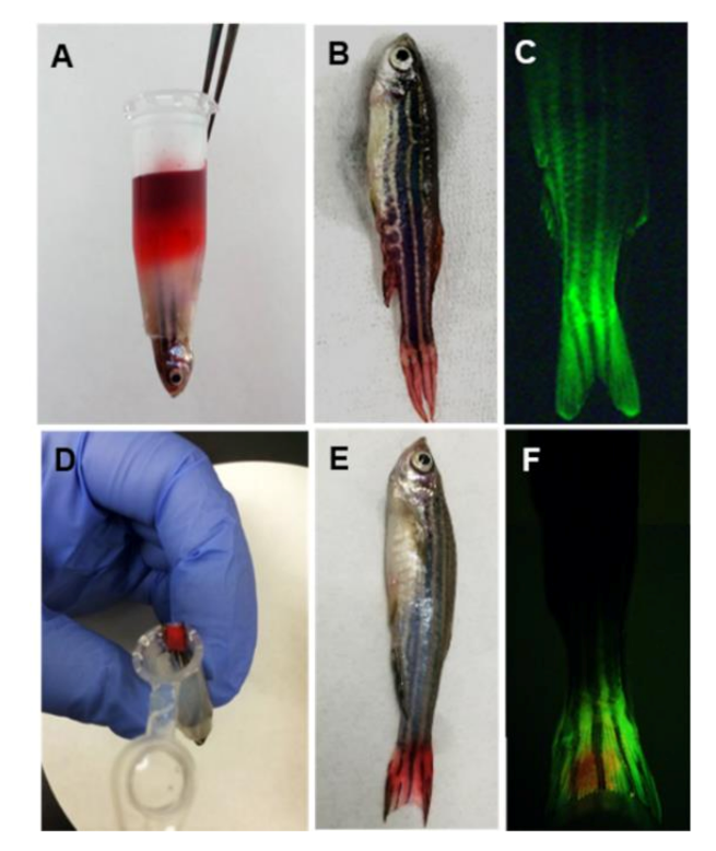 Molecules 25 03974 g001 Molecules 25 03974 g001