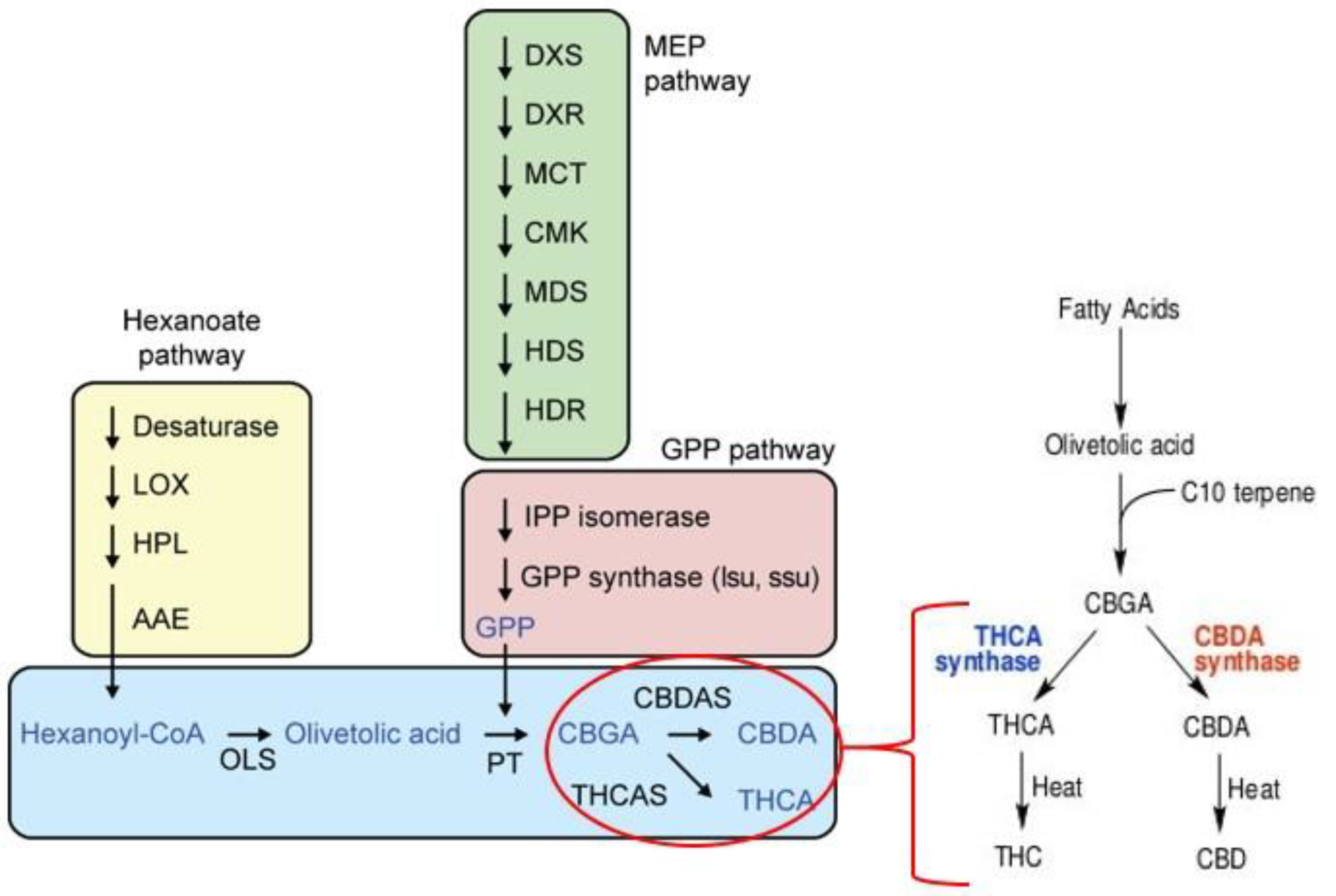 Molecules 25 04036 g003