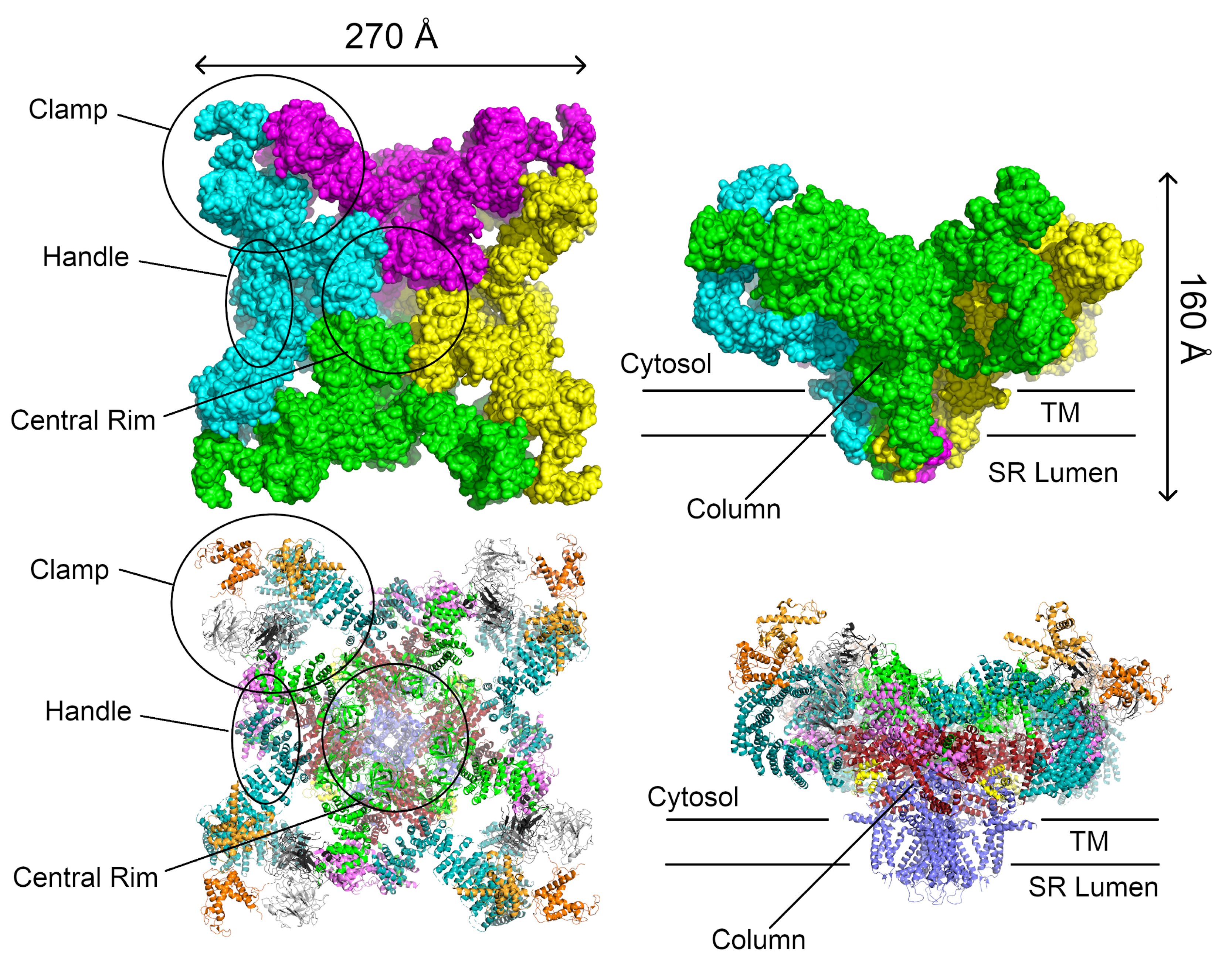 Molecules 25 04040 g002 Molecules 25 04040 g002
