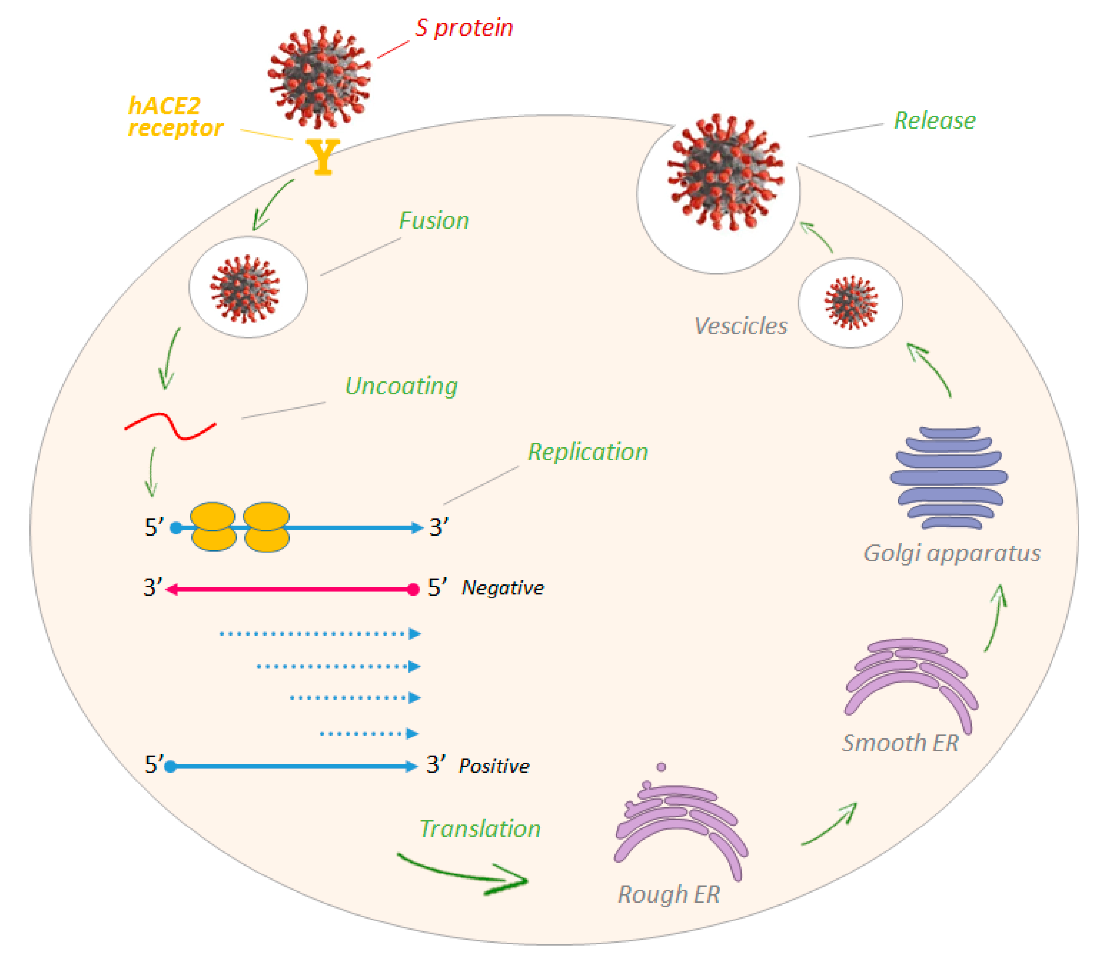 Molecules 25 04103 g004