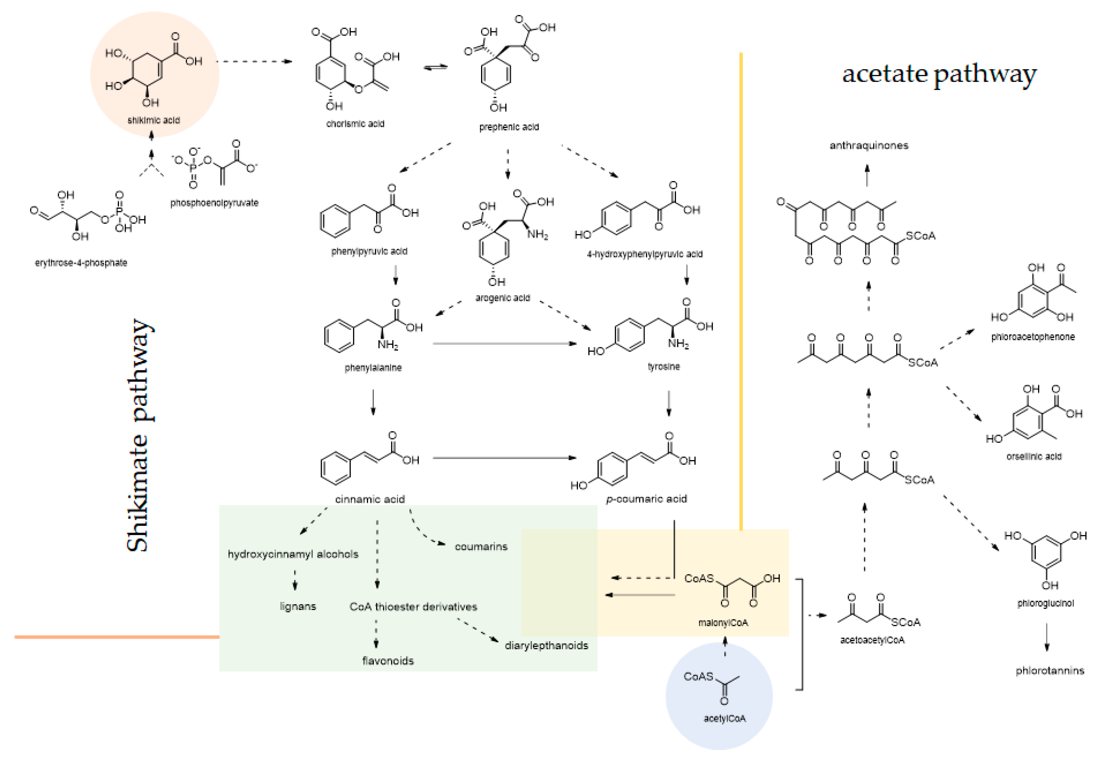 Molecules 25 04103 g005