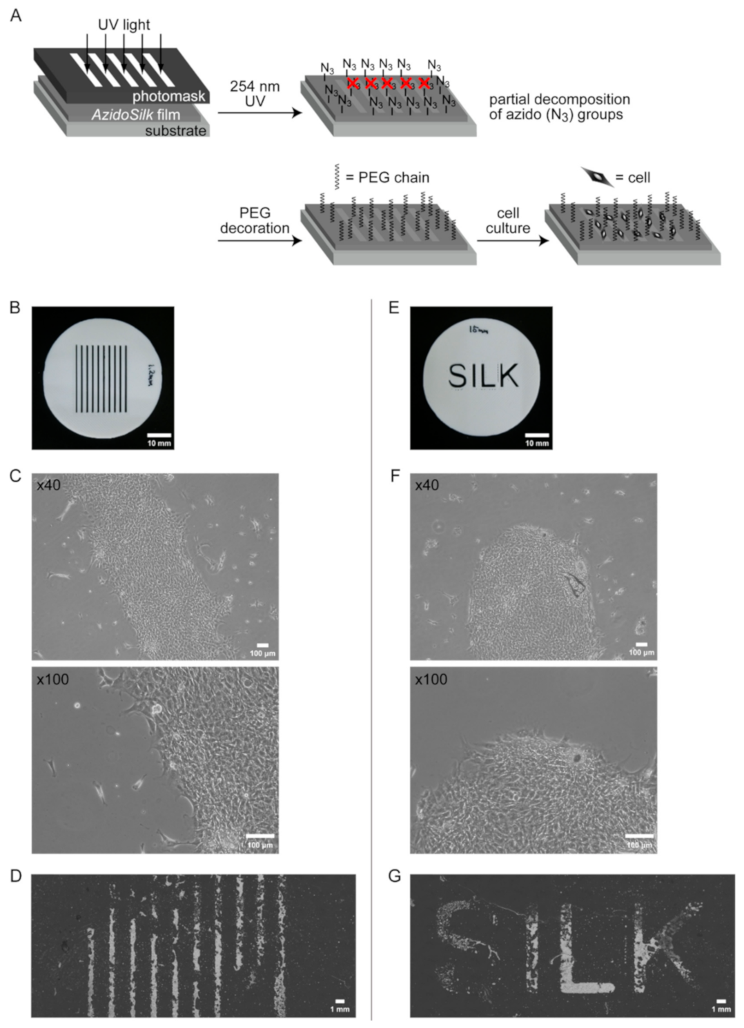 Molecules 25 04106 g005