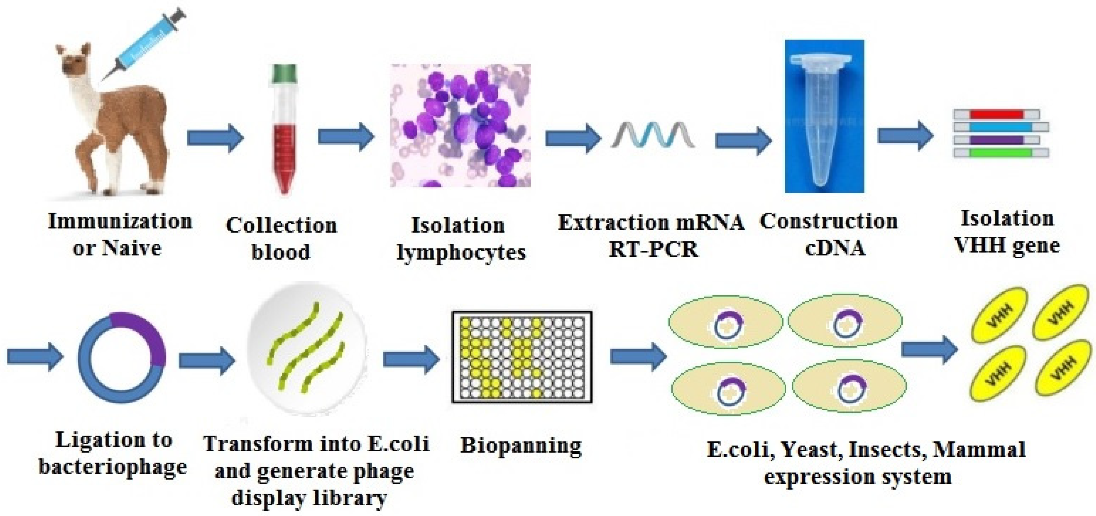Molecules 25 04113 g013