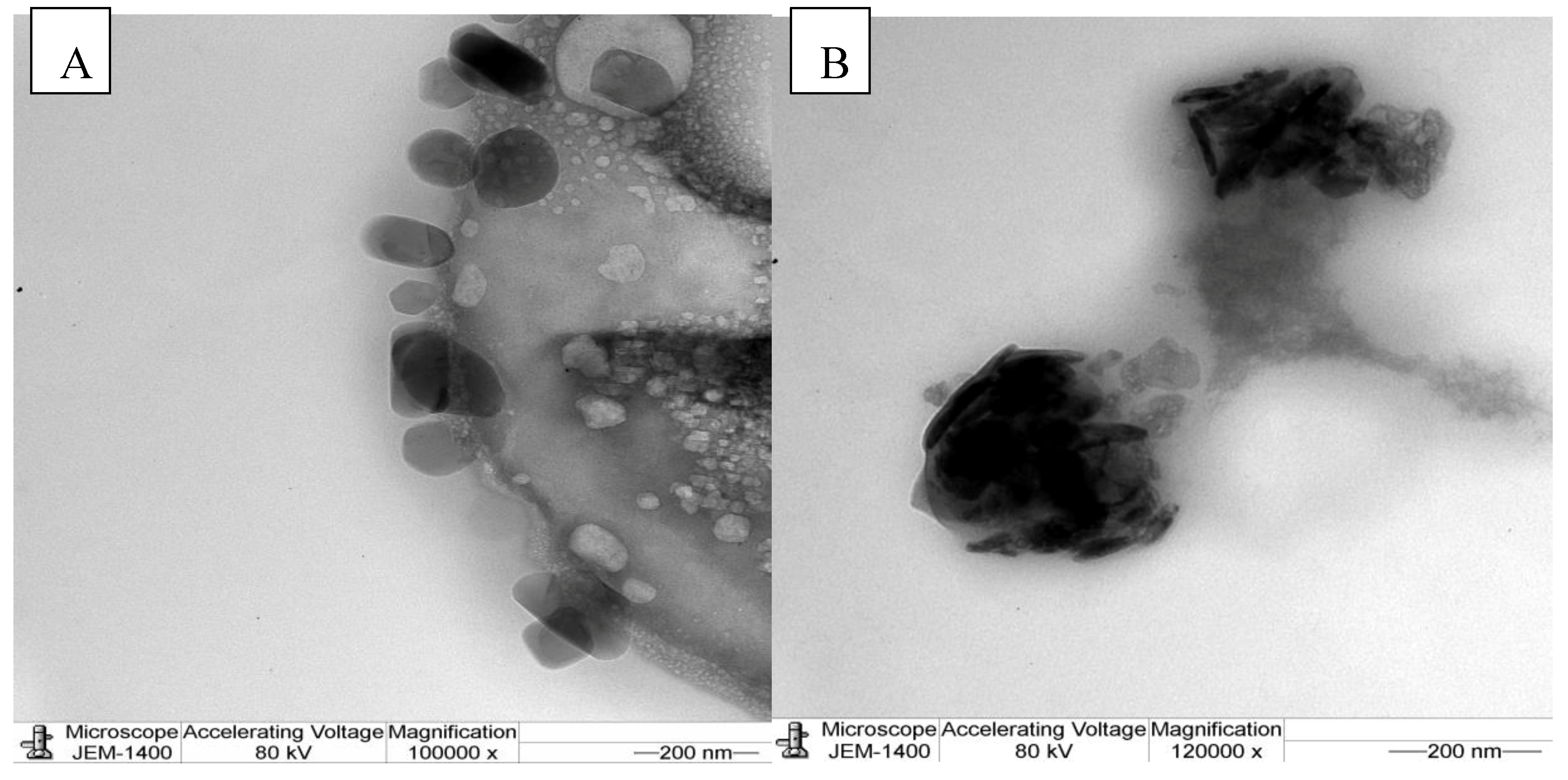 Molecules 25 04198 g004 Molecules 25 04198 g004