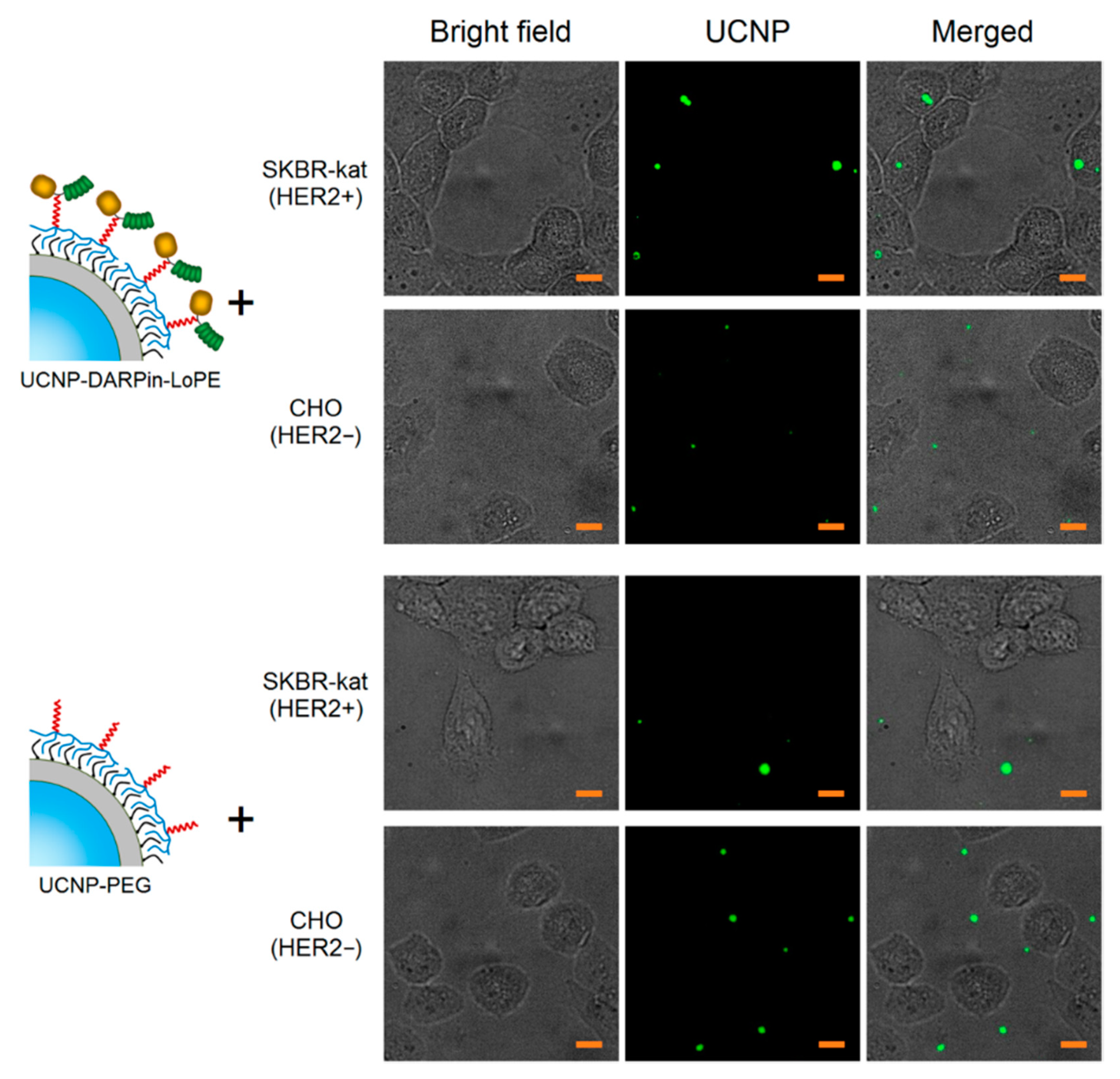 Molecules 25 04302 g002