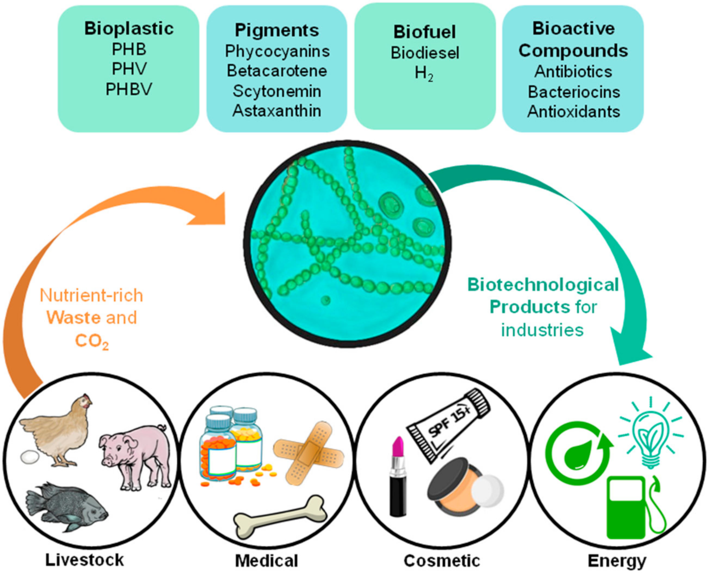 Molecules 25 04331 g001