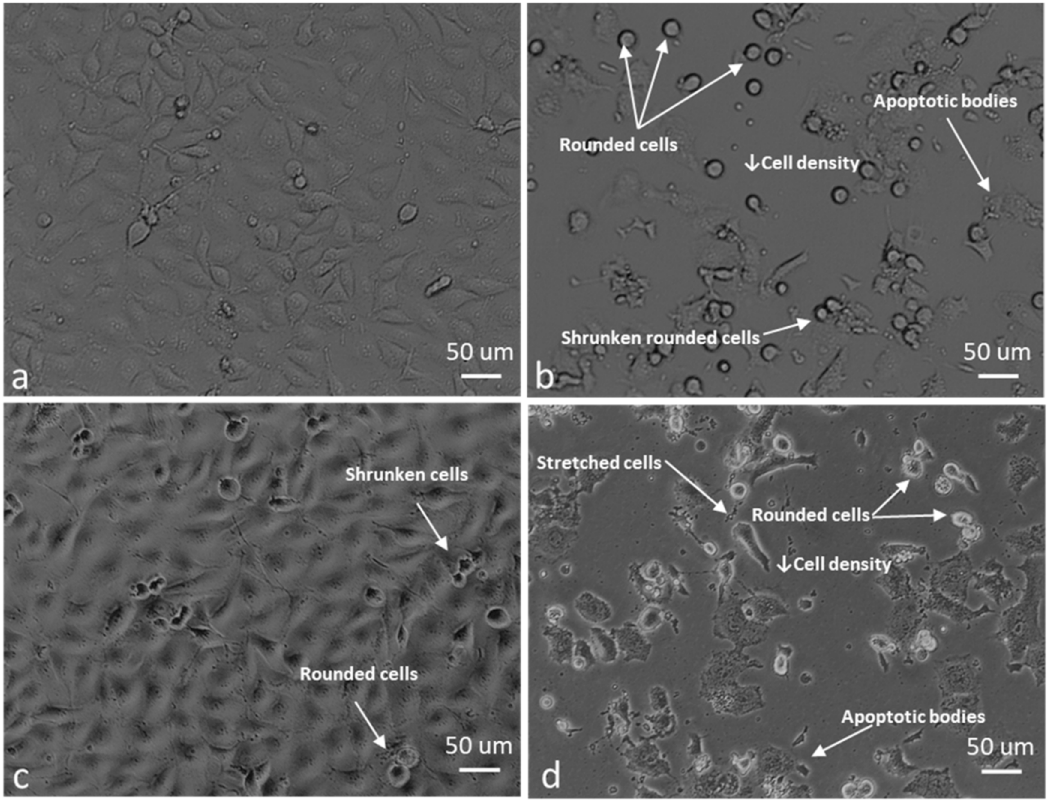 Molecules 25 04337 g012 Molecules 25 04337 g012