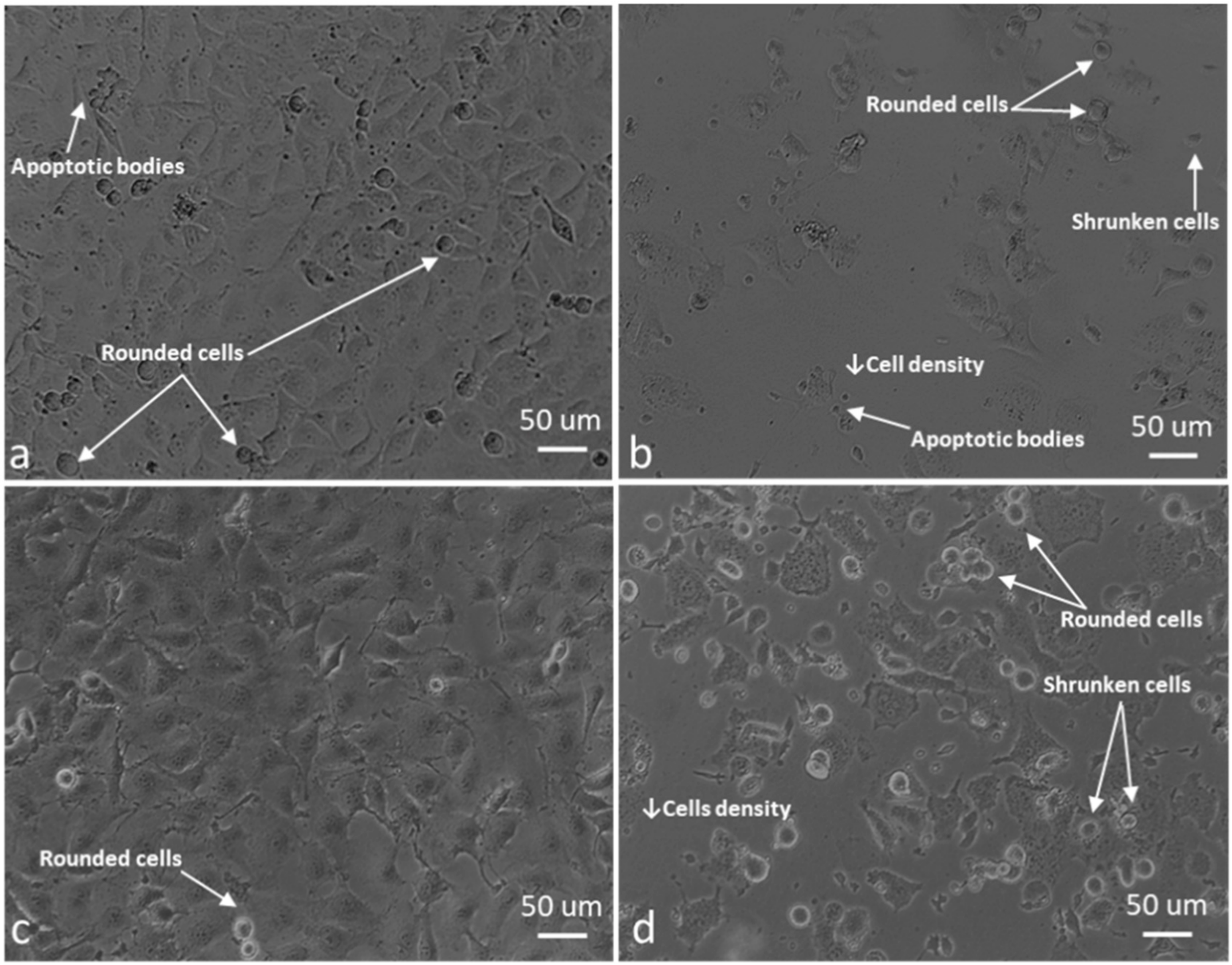 Molecules 25 04337 g013 Molecules 25 04337 g013