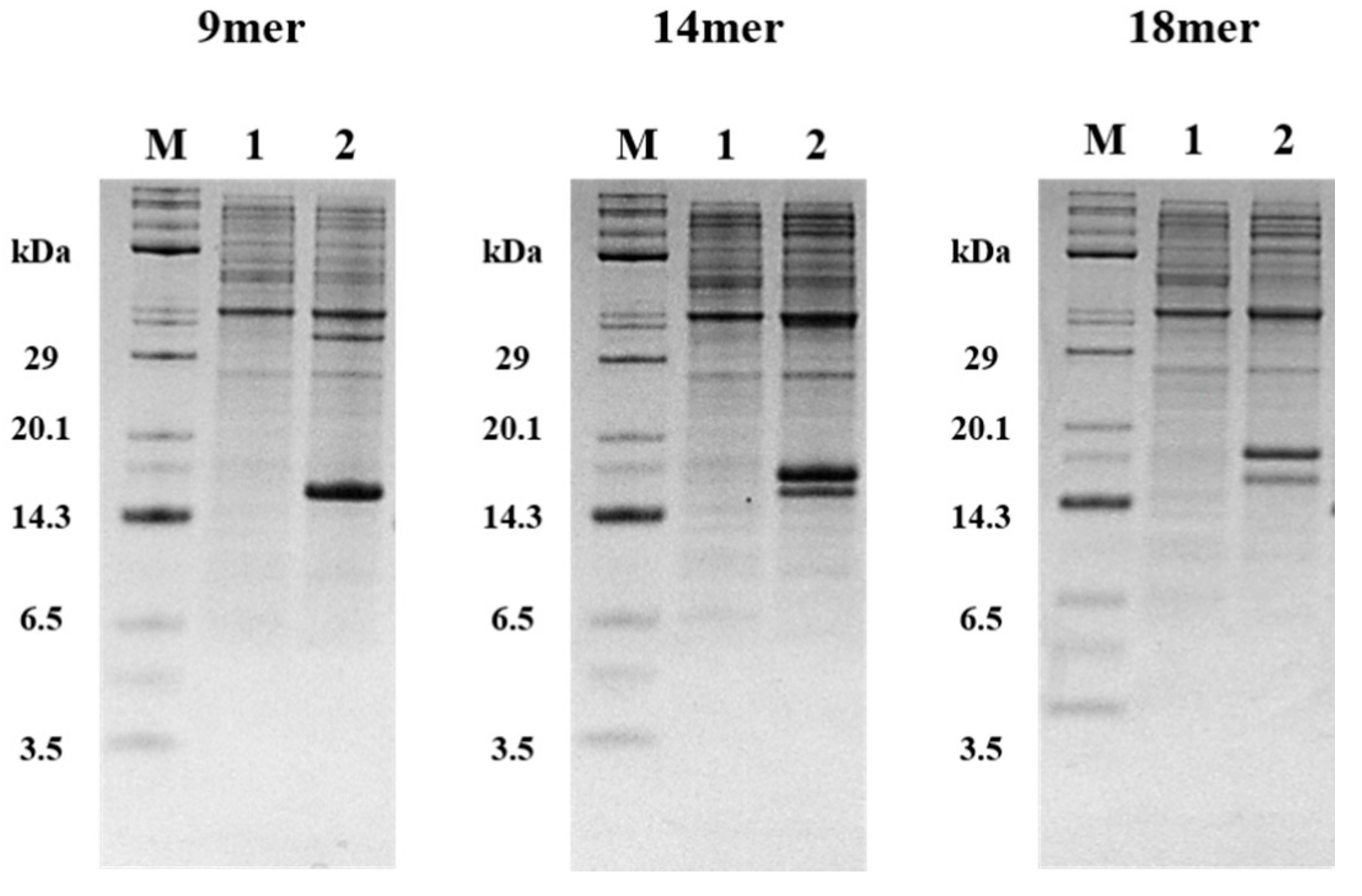 Molecules 25 04358 g005