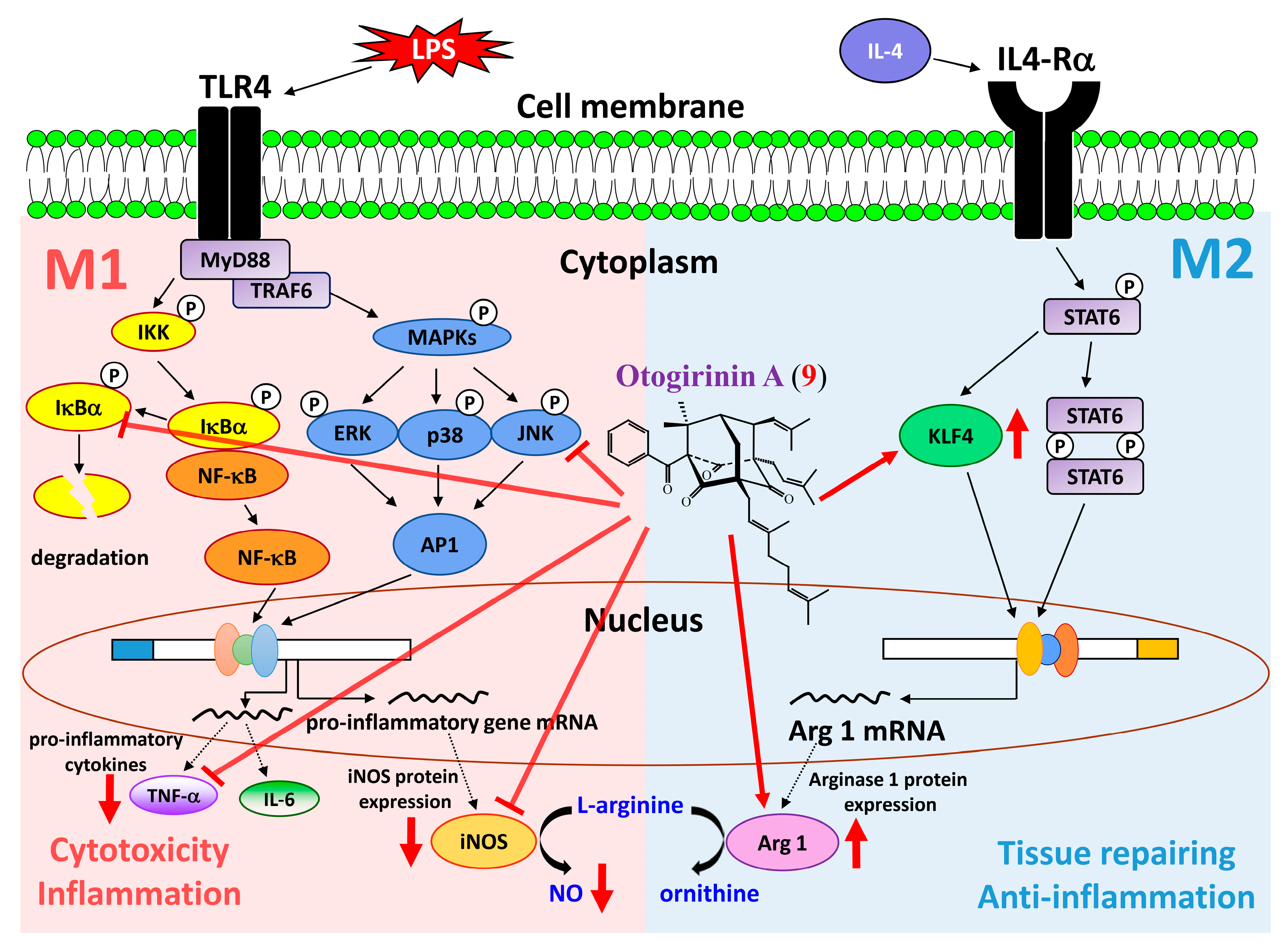 Molecules 25 04463 g012