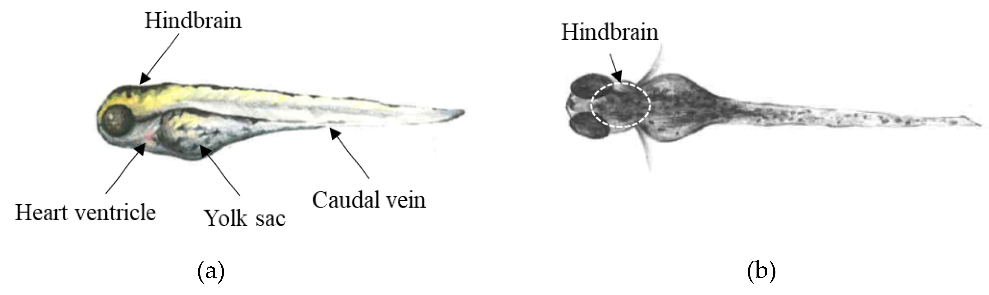 Molecules 25 04474 g009