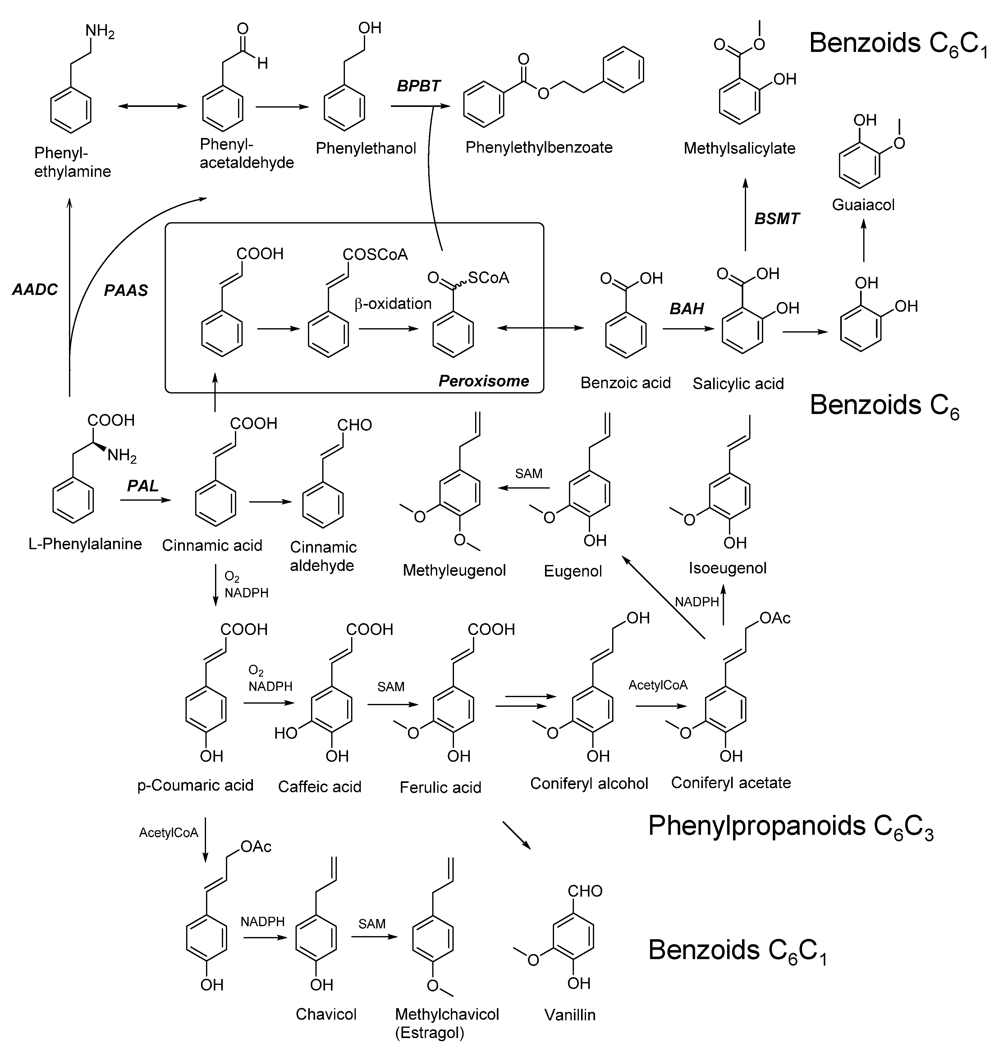 Molecules 25 04529 g002