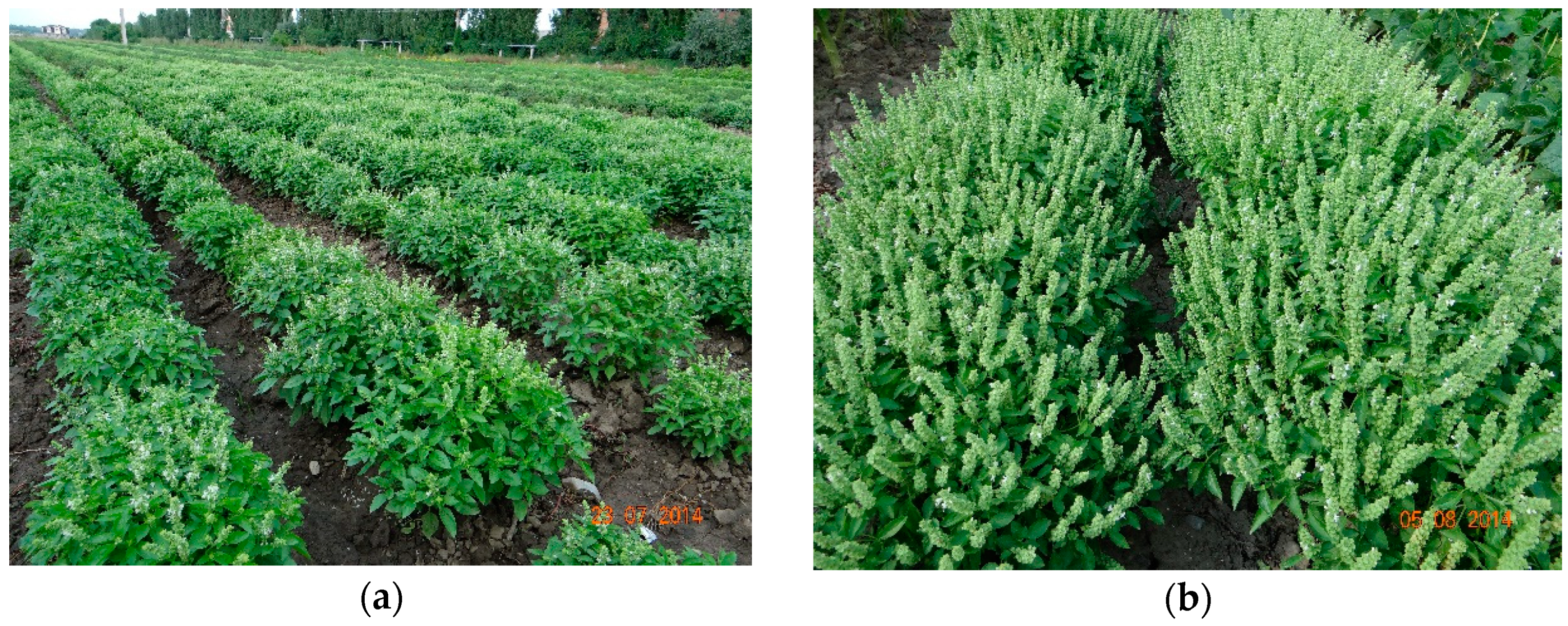 Molecules 25 04573 g001