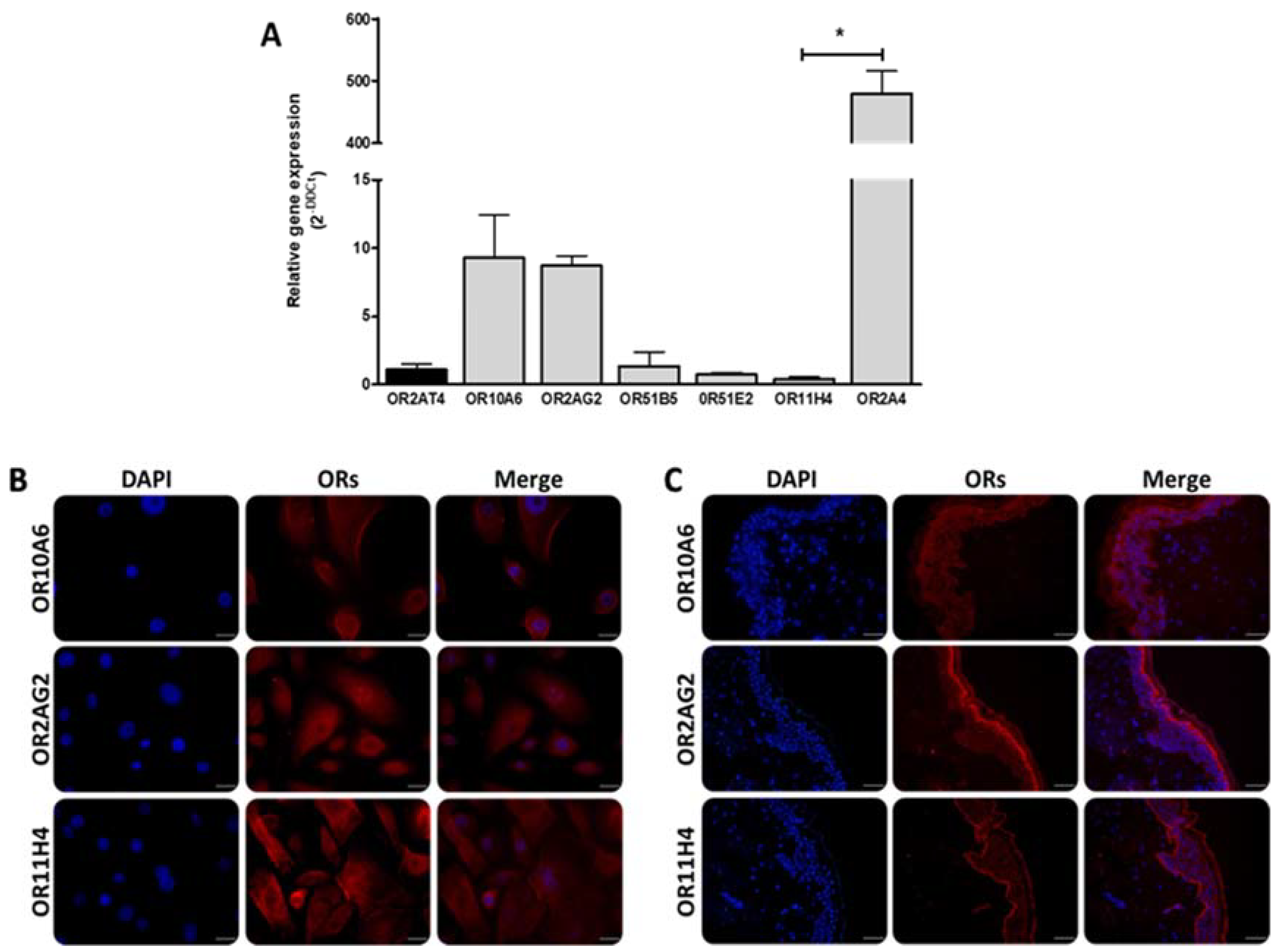 Molecules 25 04743 g001 Molecules 25 04743 g001