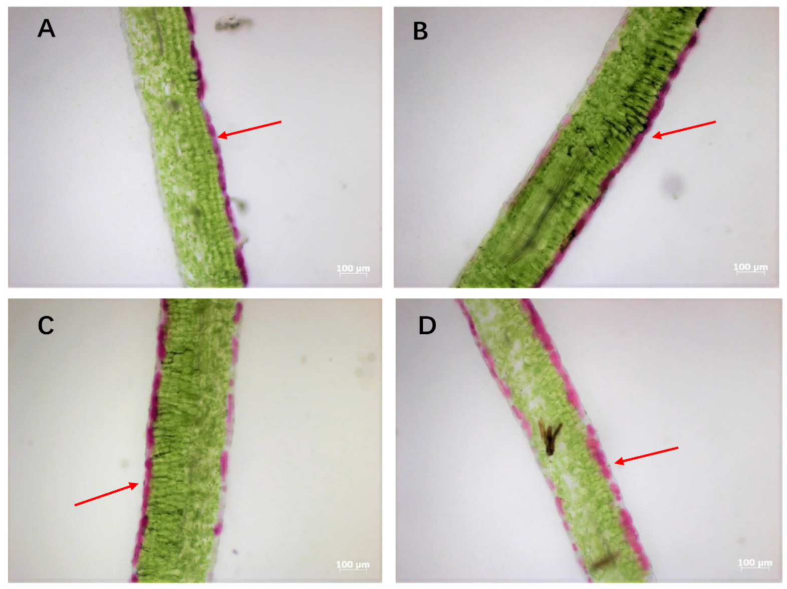 Molecules 25 04809 g001