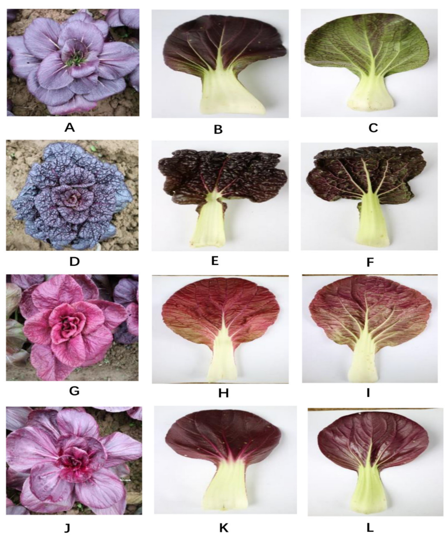 Molecules 25 04809 g005