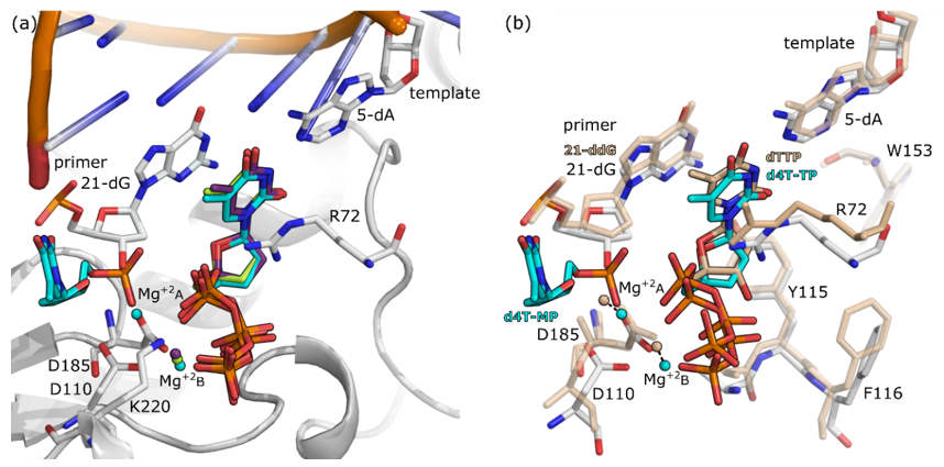 Molecules 25 04868 g005