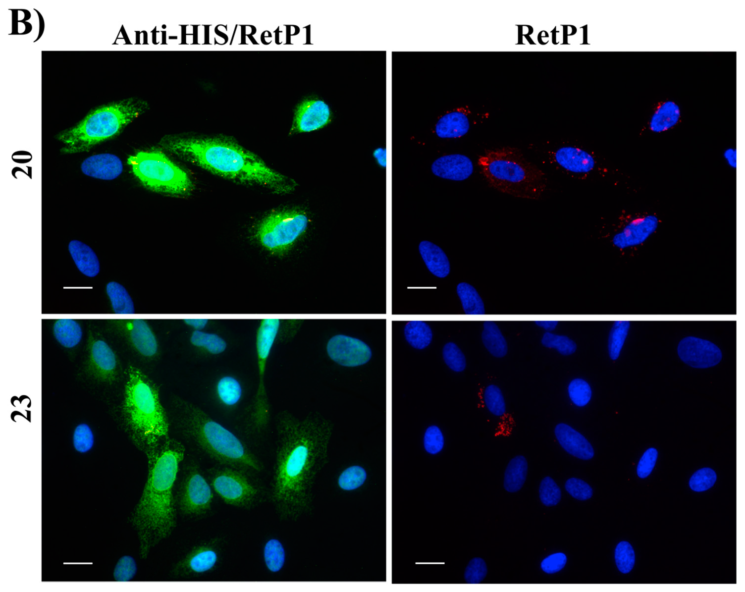 Molecules 25 04904 g017b