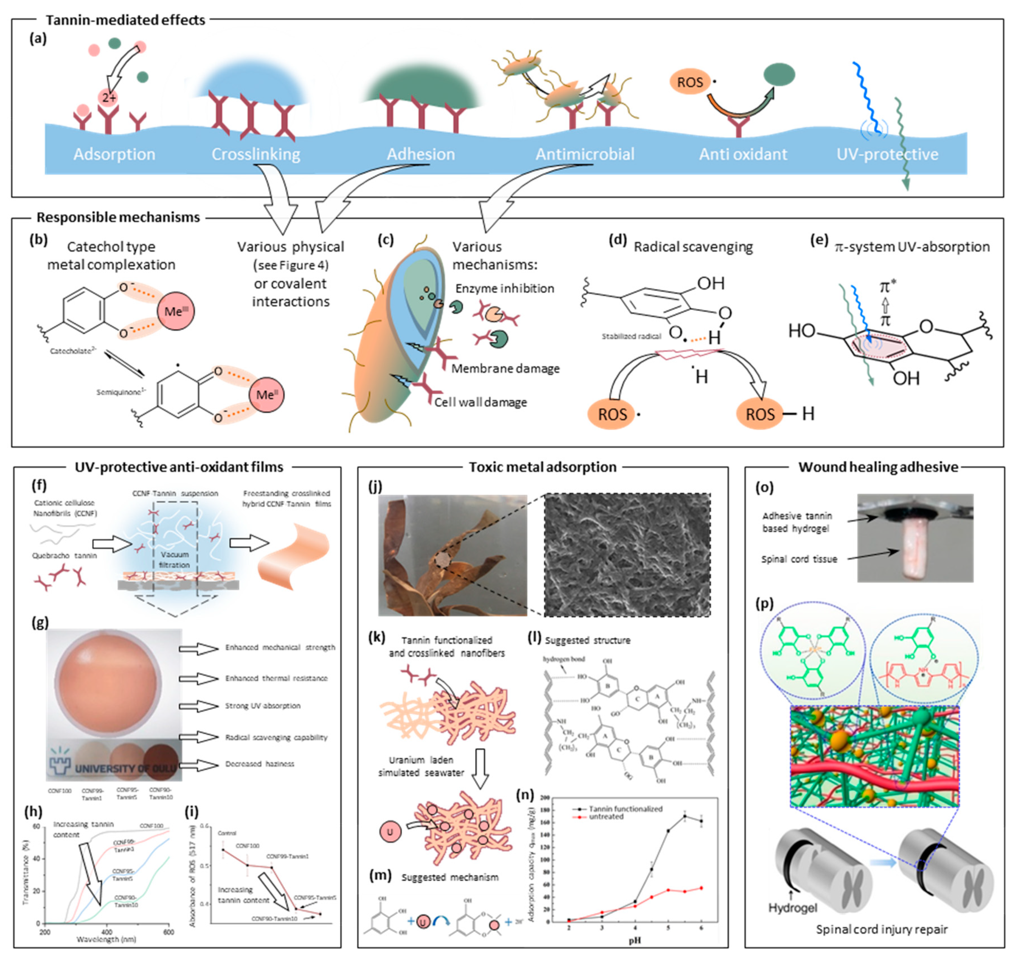 Molecules 25 04910 g005