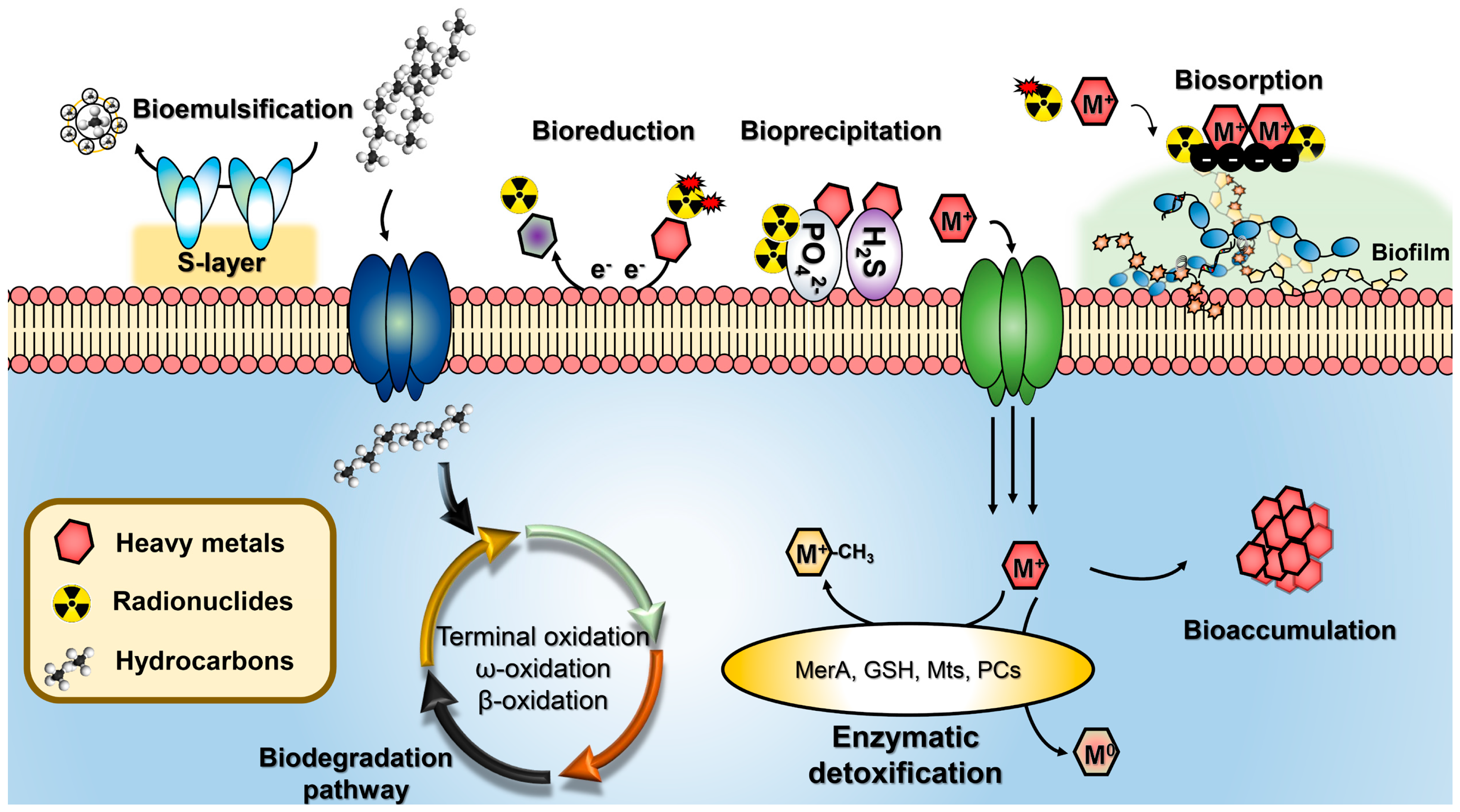 Molecules 25 04916 g001